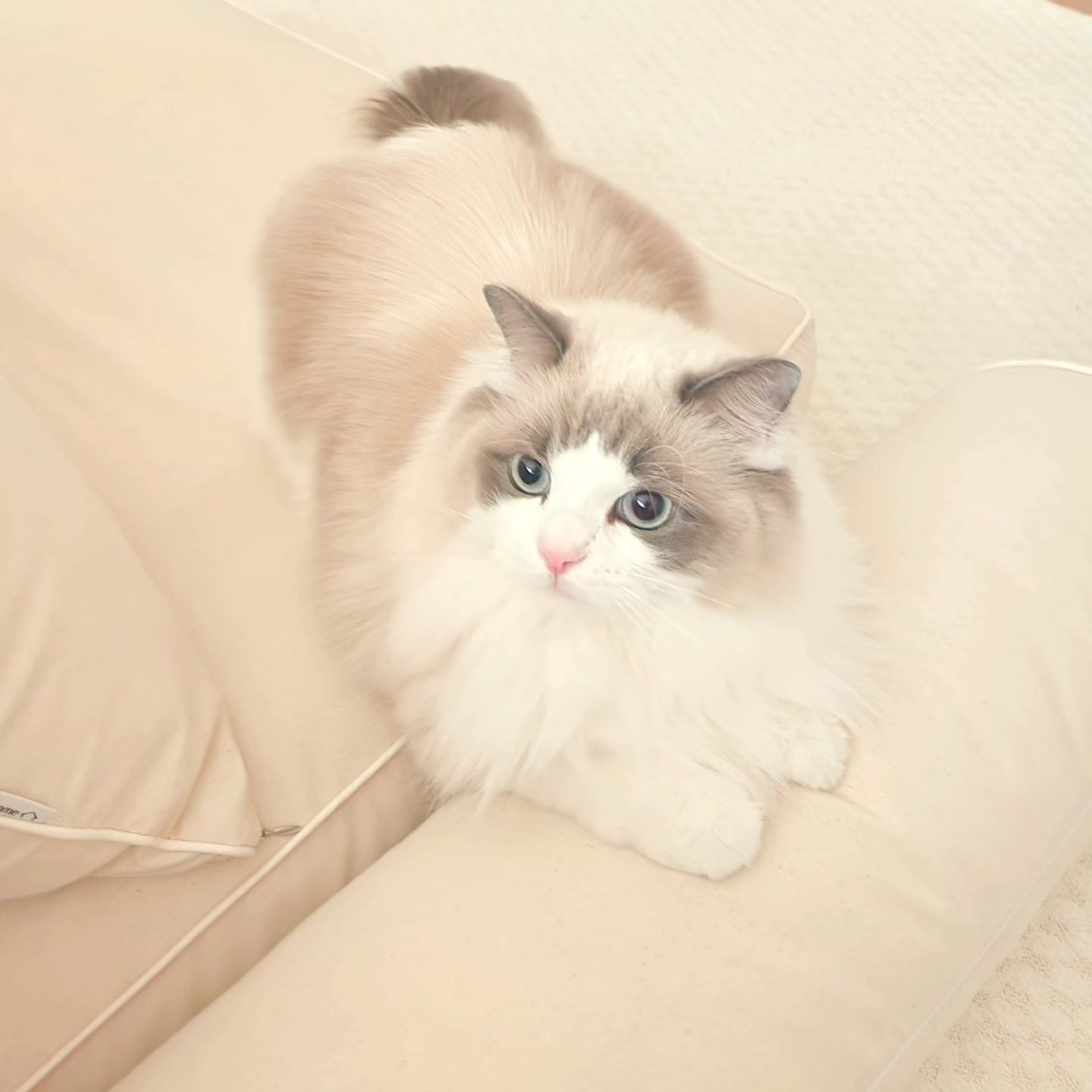 도뚠모닝◡̈ 

오늘은 벌써 목요일이네요
일주일이 후딱후딱 지나가는 요즘이예요

침대 배치 새로하면서 침대옆으로 둔 벽난로공간은 도뚠이에게 가장 신나는 숨바꼭질 장소가 되어주네요

📢내일부터 레이지놈놈의 포근식물 다신없을 1주년 할인공구를 진행해요 

이또한 샘플을 받아 여러분께 보여드리고 노마진으로 더더 할인을 해서 42,000원상당의 포근식물을 29,000원에 소개해요 

수작업으로 하나하나 만들어서 보내주시기 때문에 
배송은 2주정도 여유있게 잡아주시면되구요 

산호초, 피쉬본, 핑크튤립, 콩알이 이렇게 4가지를 진행해요 

2개부터 무료배송이구요 
1인당 3개만 구입이 가능하시고 30개당 1회발송으로 끊을꺼예요 

구매수량 30개-1차발송, 60개까지-2차발송!!

모두모두 꼭 다신없을 기회니까 놓치지말고 빠른선점하셔야
빨리 받아보실수 있어요 

그럼 내일 오전9시에 링크올릴테니 구매예정이신분 댓글에 🌷살포시 남겨주시면 알림해드릴께요 

좋은하루 시작하세요🤍

#레이지놈놈 #공동구매 #포근식물 #산호초 #피쉬본 #튤립 #인테리어 #펫테리어 #초록이 #화분 #다육이 #소품 #핸드메이드 #소품스타그램 #집꾸미기 #봄맞이 #고양이가사는집 #식물 #식물살인마 #초특가공구 #빈백 #플래지어 #고양이모델 #홈모델 #소품스타그램 #놓치면안되는 #노마진공구 #거실 #방꾸미기 #집꾸미기