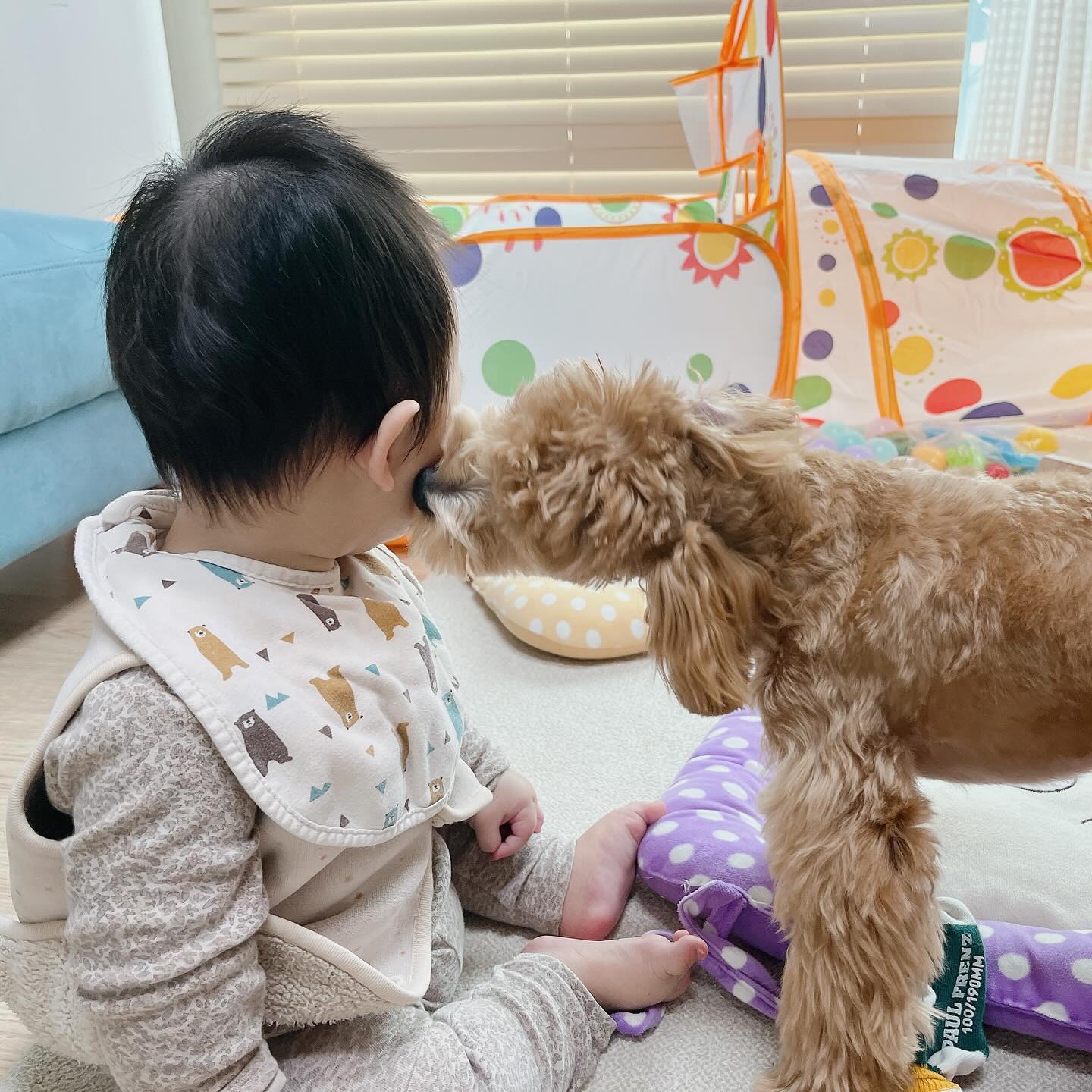 강아지와 아기는 사랑이쥬❤️

근데 피부과 다니눈대.. 조금만 핥아줄뤠????😂

그렇게 뚜벅이는 강아지와 첫키스를 했다고 합니다🤣

#아기와강아지 #8개월아기 #8개월강아지 #아기와강아지그램 #말티푸 #말티푸그램 #아기스타그램 #아기모델 #아기강아지 #일상 #일상소통 #일상그램