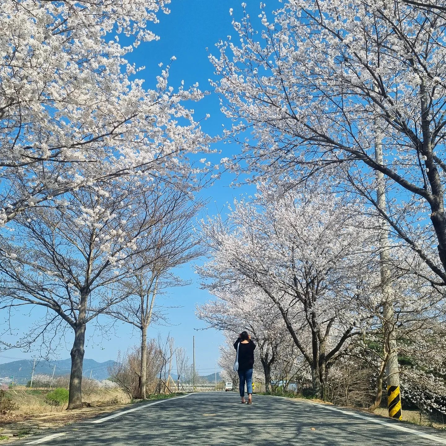 #담양데이트❤️ #우연히벚꽃🌸 
#카페가는길 #이쁜꽃길🌸 #happyday #happylife #happysmile #행복만땅 
#인스타일상 #일상공유 #일상기록 
#일상탈출 #follow4follow #likesforlike #선팔하면맞팔 #소통스타그램 #인친환영 #팔로워 #좋아요
