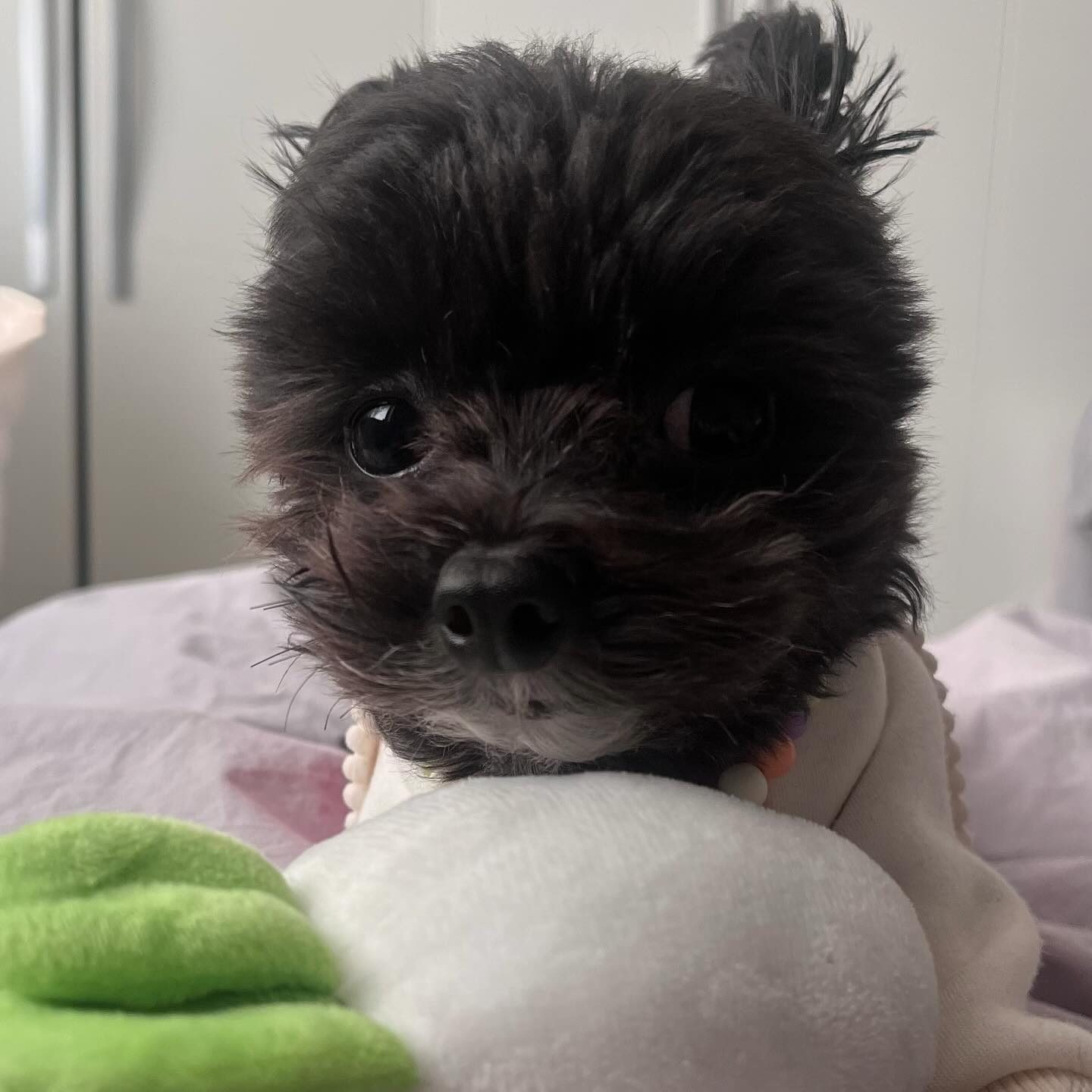 빨리 무 던지라고용