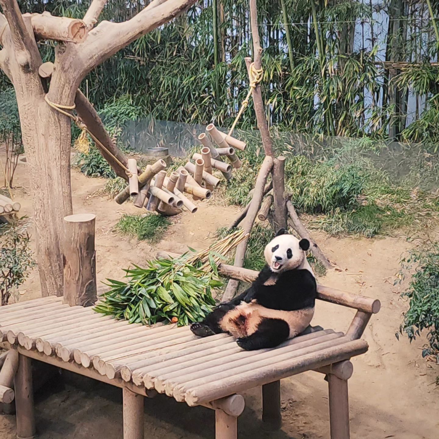 🐼
한장만 고를수없던 뚠빵
드디어 보구왔ㄷㅏ잉 

.
.

#푸바오#뚠빵#에버랜드
#푸바오덕질#푸바오먹방