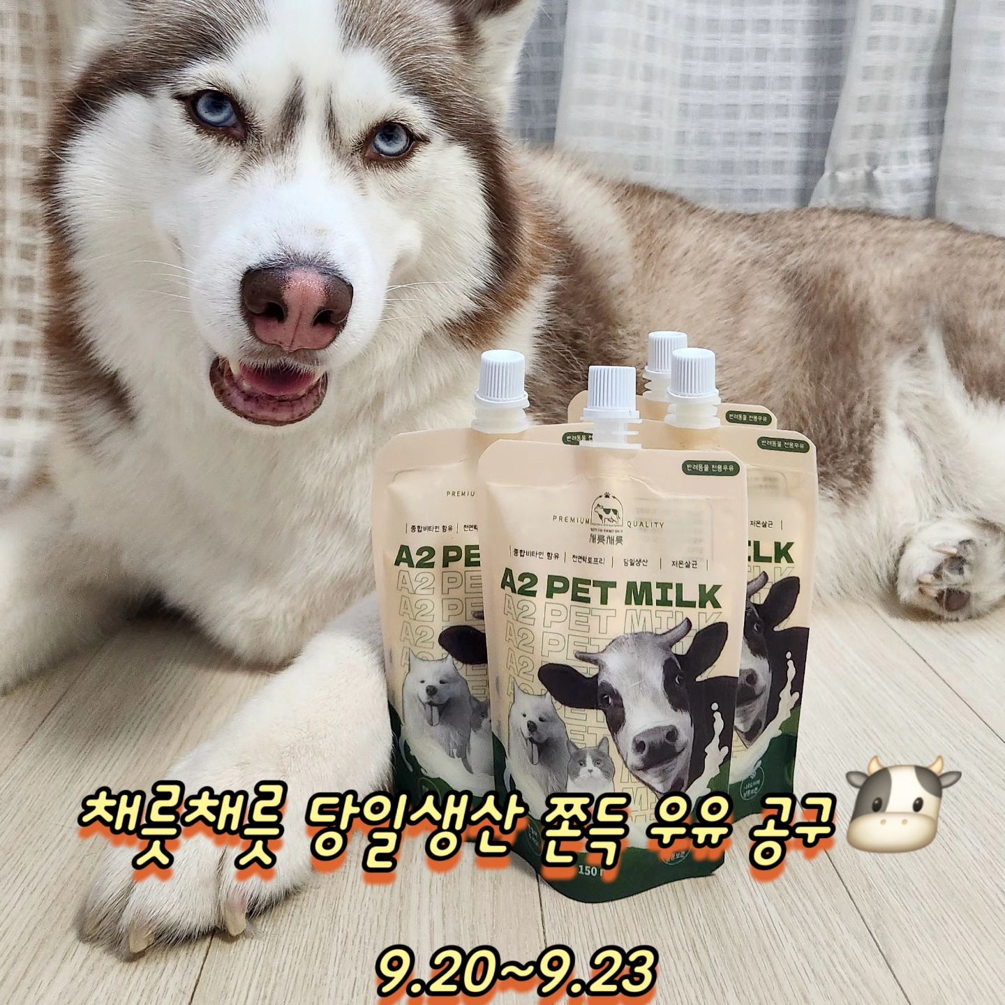 채릇채릇 당일생산 쫀뜩 우유 공구🐮🍼

쫀뜩쪼온뜩하니 100% 목장에서 바로 생산하여 출고하는
영양만점 우유에요

새벽3시에 우유를 착유해 제품을 생산 후 당일 주문 12시건까지 '당일 생산,당일 발송' 합니다

저가 산양유 말고는 밀크 종류는 공구를 잘 안 하는데 채릇채릇은
그만큼의 제품의 신뢰도가 좋아 진행 합니다!

제품 받아 보시면 아실 거에요 우유 냄새부터 고소하니 다르거등요
선물용으로도 만족 하실 거에요 

신선한 제품만으로만 출고를 해서 수량이 많지가 않아요!

공구 기간 : 9.20~9.23
공구 상품 : 150ml 30팩 세트 56,000원 (무료배송)
유통기한 : 24개월
출고 기간 : 평일 오후 12시 이전 당일 출고 

⚠️상품 수령후 3일 이내에 교환/환불이 가능하나 단순변심은 어렵습니다

주문은 프로필 하단 링크 및 디엠으로 부탁드릴게요