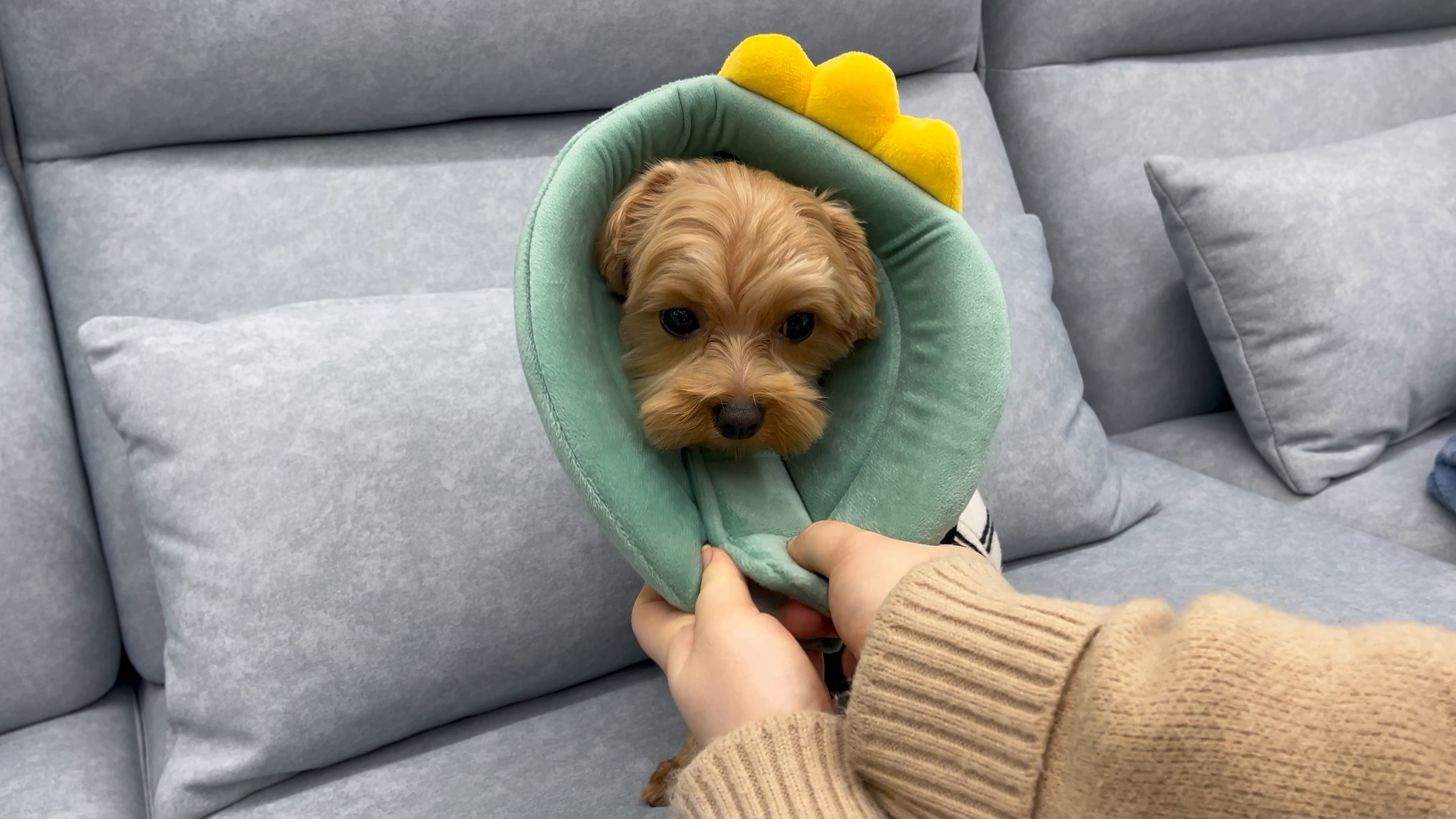 [바오스레] 강아지 넥카라