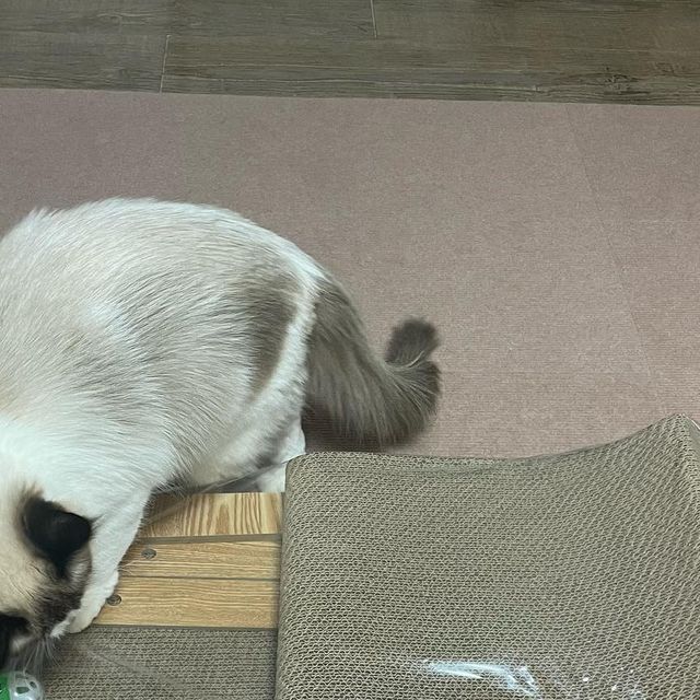 도리브리 on Instagram: "#제품제공 #협찬

 고양이 스크래쳐의 중요성 다덜 아시죠 집사님들?! 고양이는 스크래쳐를 하며 발톱도 갈고 스트레스도 풀고 냄새를 묻혀 영역표시까지 하기 때문인데용😀 도리같은 경우엔 골판지 스크래쳐=셀프장난감 또는 휴식처라고 인식을 하기때문에 어떤 제품을 구매해야할지 고민이 많았어요. 

 처음 데려왔을 땐 도리가 랙돌이다보니 더 길고 큰 스크래쳐를 사야겠다 해서 미ㅊ스크래쳐를 사봤었는데 가격대비 퀄리티가 별로라서 베란다 한구석에 박아두고 별 사용은 못하고 있었어요.(심지어 조립도 한시간 넘게걸리고 프레임도 따로 없어서 고정도 잘 안됐다는..🥲)

 그러다 둘째 브리까지 데려오고 이제 정말 하나 구매해야겠다 싶었던 찰나에 #블루위크 에서 #수직스크래쳐 #냥오름 #대형스크래쳐 를 선물로 보내주셔서 사용중인데 전에 사용했던 스크래쳐와 비슷한 크기인데 퀄리티가 달라서 매우 만족중이랍니다!

🌪️냥오름 대형스크래쳐🌪️
✔️고급 MDF에 UV코팅을 거쳐 견고함
✔고밀도 골판지 사용으로 오래 사용 가능
✔️다양한 각도로 사용 가능
✔️장난감 공을 넣어 스크래쳐+장난감 기능까지
✔️견고한 프레임, 쉬운 조립, 리필 별도 구매 가능

🌪️요약 후기🌪️
✔️90cm 높이로 세워서 써도 김도리 쭉 편 상태로 편안하게 사용 가능, 눕히면 도브 둘 다 나란히 식빵 (혹은 눕기) 가능
✔️대형 스크래쳐인만큼 스크래쳐 장난감도 꽂아서 놀아줄 수 있고 다른 장난감들도 달아놓고 나가면 아가들 덜 심심해해서 좋아용👍🏻
✔️프레임은 나사로 조립해야하는데 조립 과정 혹은 스크래쳐하며 나오는 골판지가루나 먼지 없음‼️
-개인적으로 이 부분이 굉장히 중요하다고 생각해요! 스크래쳐 하다 눈에 들어가면 예민한 아가들은(특히 김도리라던가 김도리) 병원행이기 때문에,,!
✔️엄마가 거실에 있으면 도리는 쿠션 위에만 누웠는데, 스크래쳐 생긴 뒤로는 스크래쳐 위에만 누워있음!
✔️엄마 혼자 동영상 찍으며 한손으로도 프레임 나사 조립 가능!!!!!!!! 

도브네는 요 스크래쳐 골판지 닳으면 리필만 따로 구매해서 계속 사용할 생각이랍니당🥰 수직스크래쳐 고민중인 집사님들은 한번 구경하고 가셔요!

⬇️제품 구매처⬇️
네이버 스토어 “블루위크”
https://m.smartstore.naver.com/qmffndnlzm

〰️이 글은 블루위크에서 제품을 제공받아 작성되었습니다〰️

#광고 #스크래쳐 #고양이스크래쳐 #고양이장난감 #스크래쳐추천 #대형스크래쳐 #고양이용품 #고양이필수템 #고양이용품추천 #집사 #집사일상 #고양이모델 #김도리도리 #랙돌 #브리티쉬숏헤어 #아기고양이 #life #insta #neko #kitty #cat"