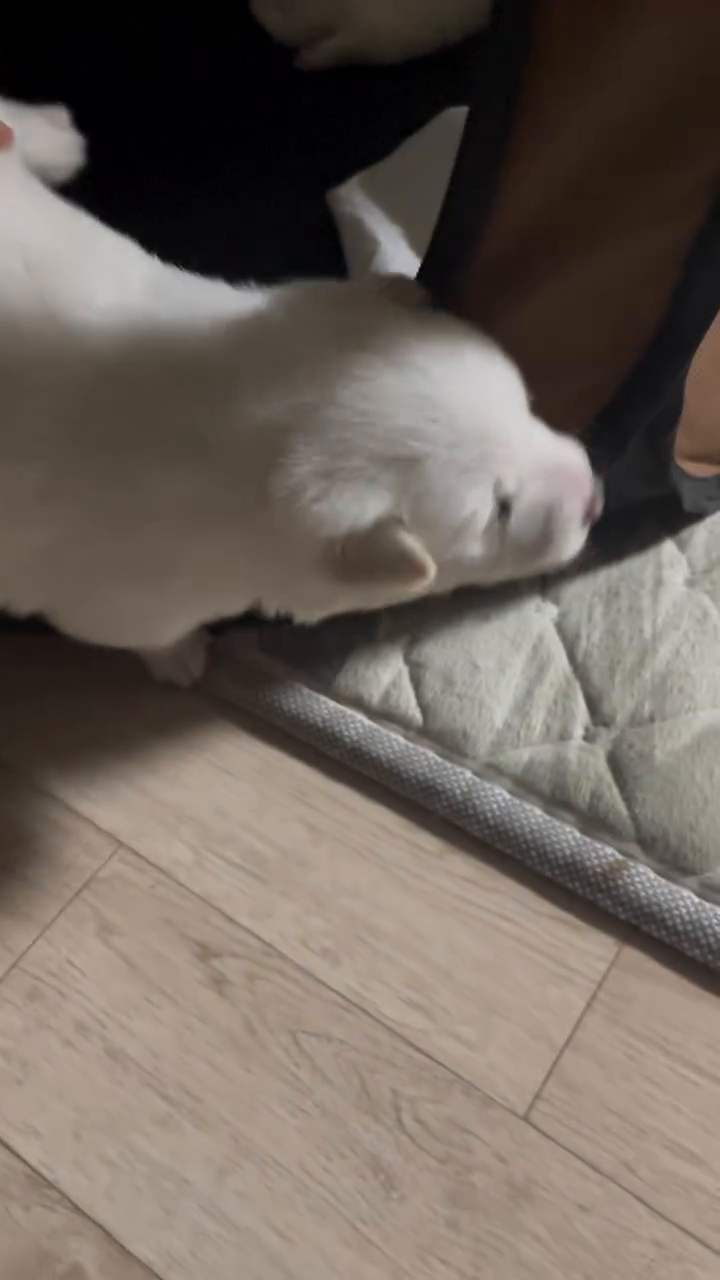 찹쌀떡 흘리신 분..?🙋🏻‍♀️ 뒷편에 흑임자떡도 있숩니더..!