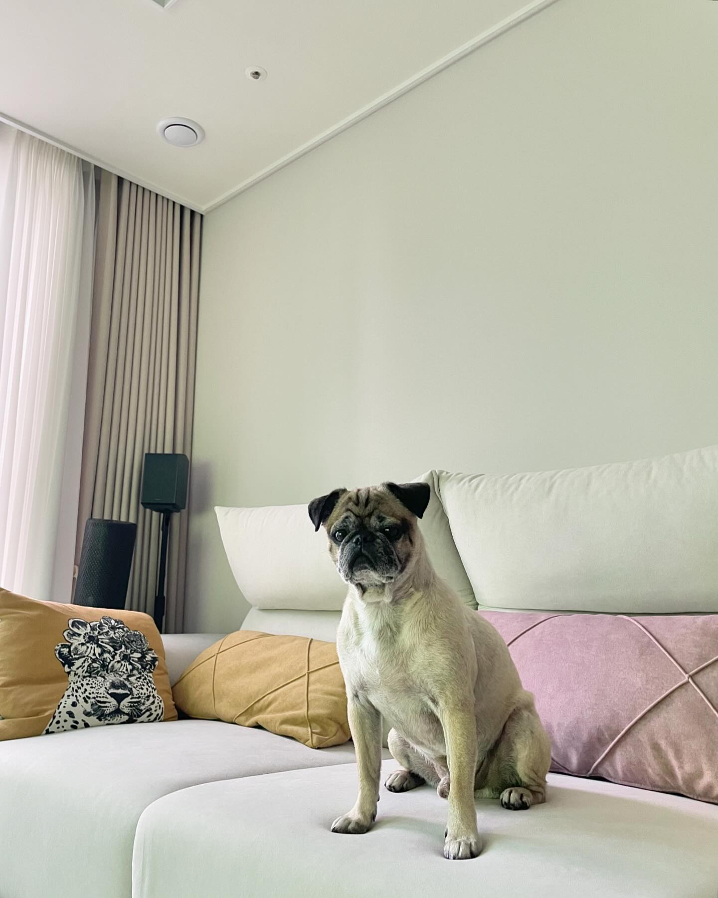 어후 잘생기고 듬직허다 _🤎

#퍼그스타그램 #pug #애견스타그램 #ilovemydog