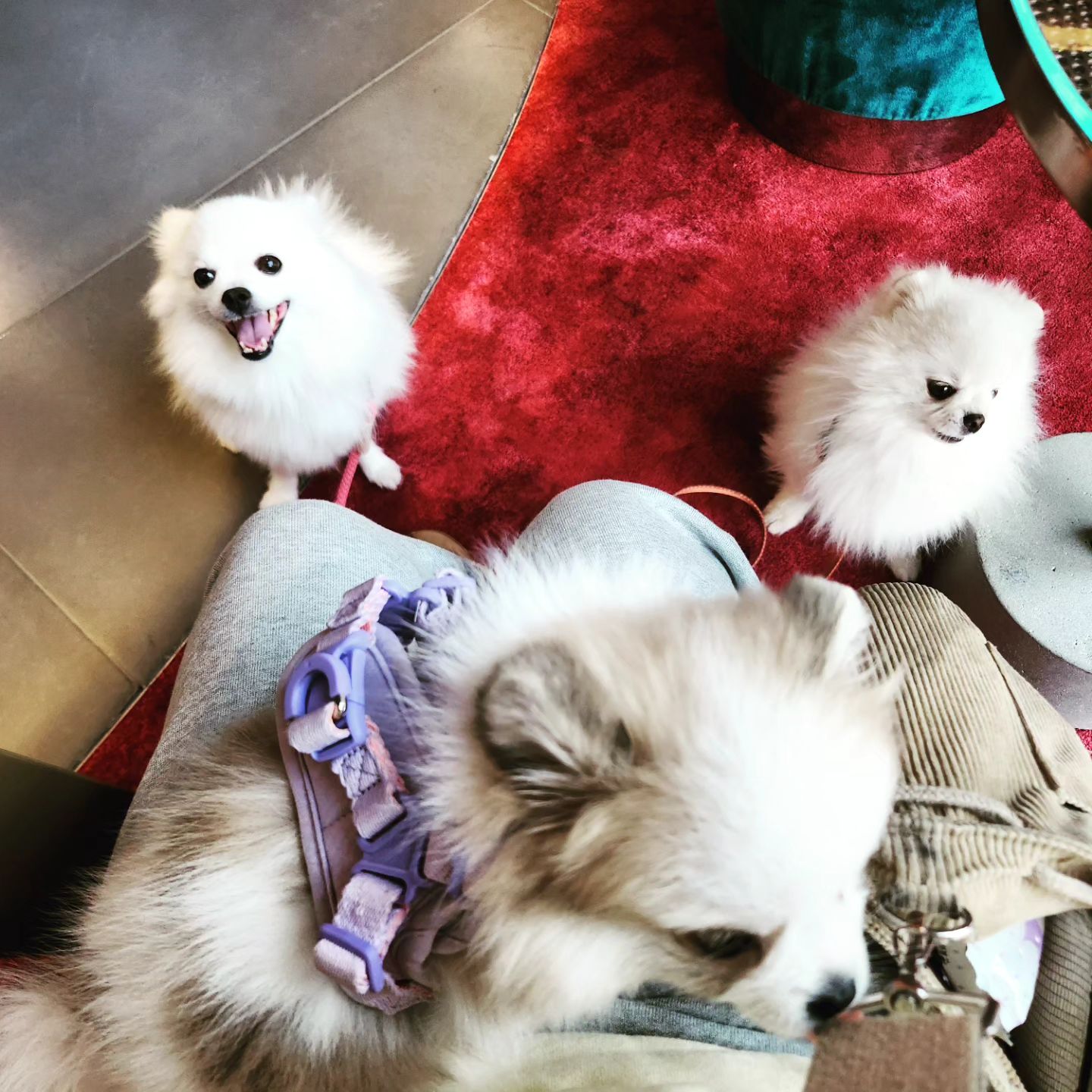 송이&배추&상추 호캉스1일차.

급 우리에게 주는 선물로 후다닥결제후 달려간 #라이즈오토그래프컬렉션 
배추만 좋아할줄 알았는데 송이가 입이 다물어지지않을정도 좋아한다.
침대는 잠이솔솔오고 적당한방음에 
개별산책해주고 동네구경도 실컷하고 피자하나 먹고 숙면🤭
-후문나가자마자 왼쪽 피자맛집👍

#애견동반호텔
*최대2견이라 상추문의하고 데려감.
마리당 아니고 5박에 65000원추가 라는게 마음에 들었음.
입실선물로 큰야구공을 주셨는데 이건 우리애들한테 무리겠다싶어서 바닥에 던져뒀는데 어느새 상추가 물고 놀고있더라는...ㅋㅋㅋ
분위기 매우 펫프렌들리🫶