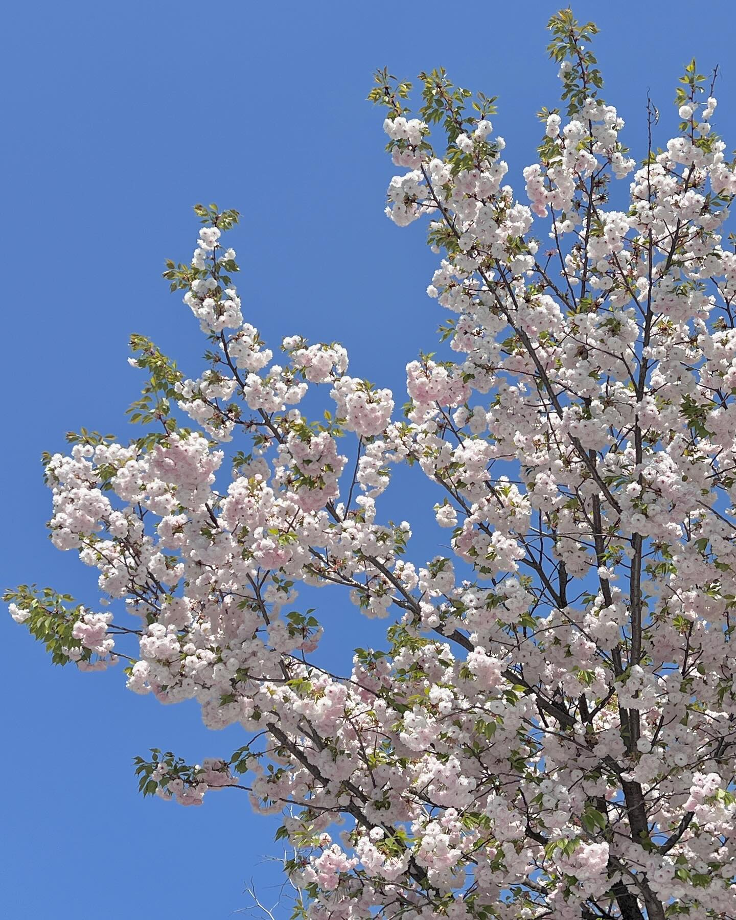 🌸💗