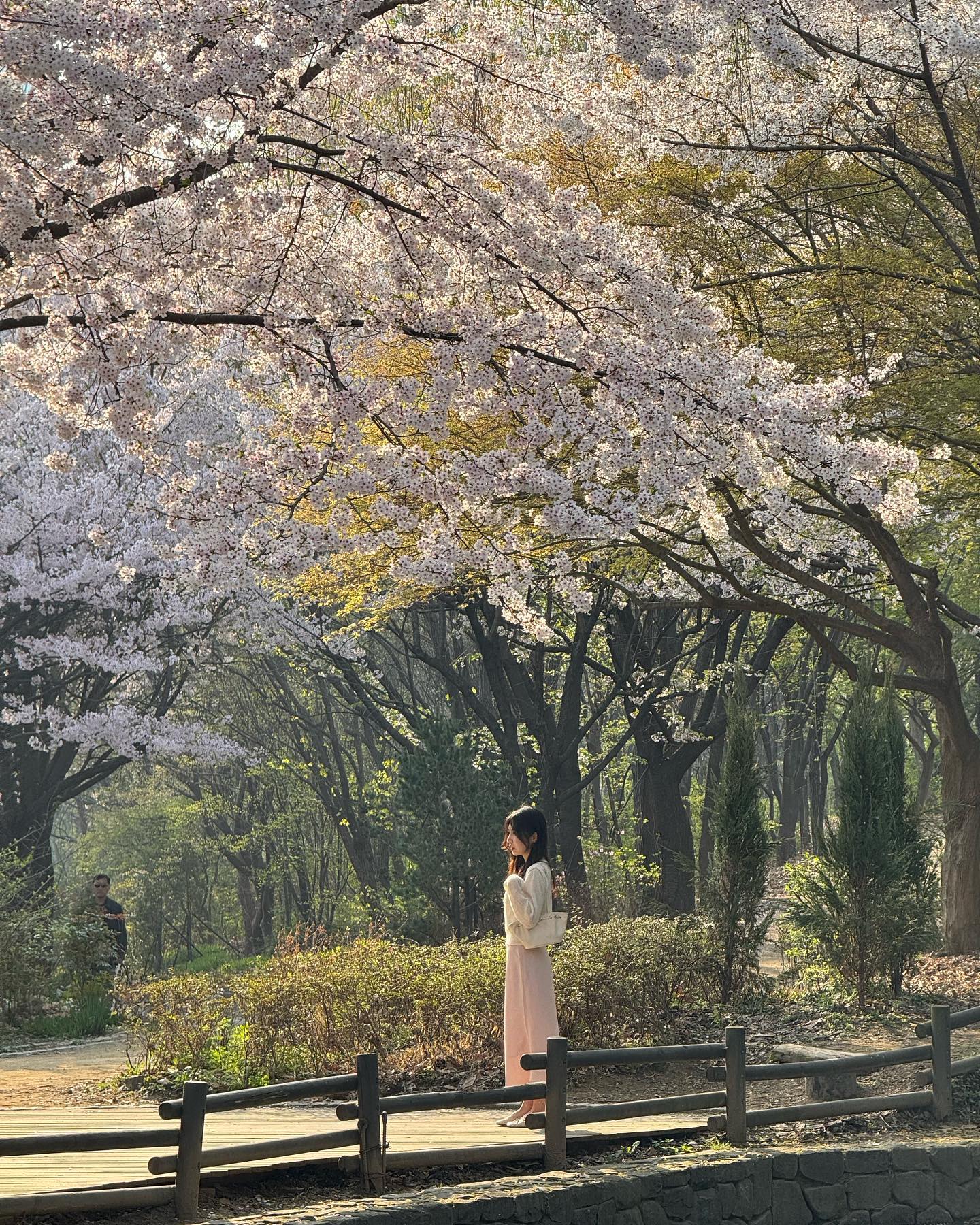 사람이 바글바글했던 서울숲에서 구석구석 포토존 찾으러 열심히 돌아다녔던 하루🌸✨💗 첫번째 두번째 사진 찍은 곳은 마음에 들어서 내년에도 또 찍으러 갈 것 같아요!🧚🏻‍♀️