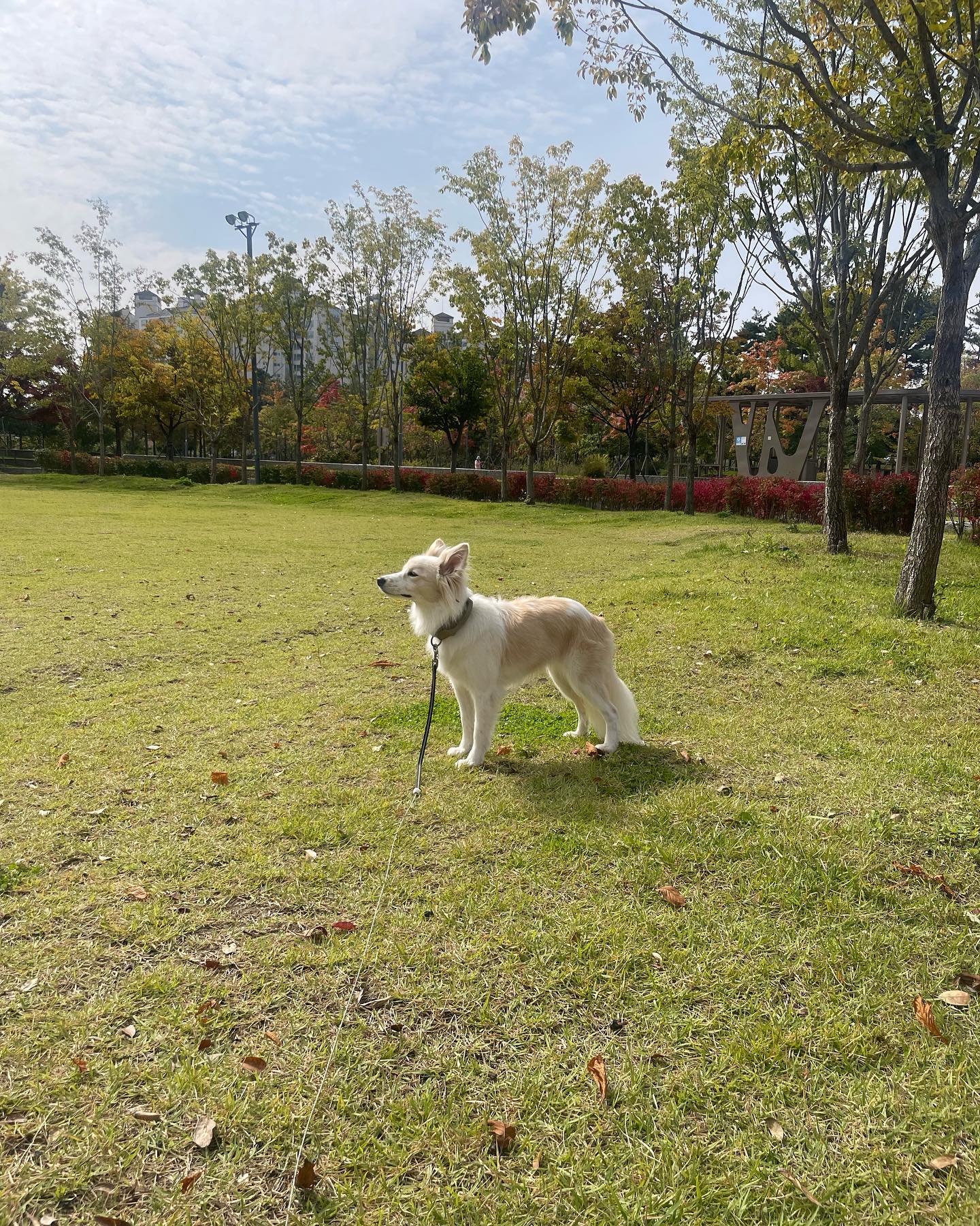 바람을 느끼는 마요 🐕