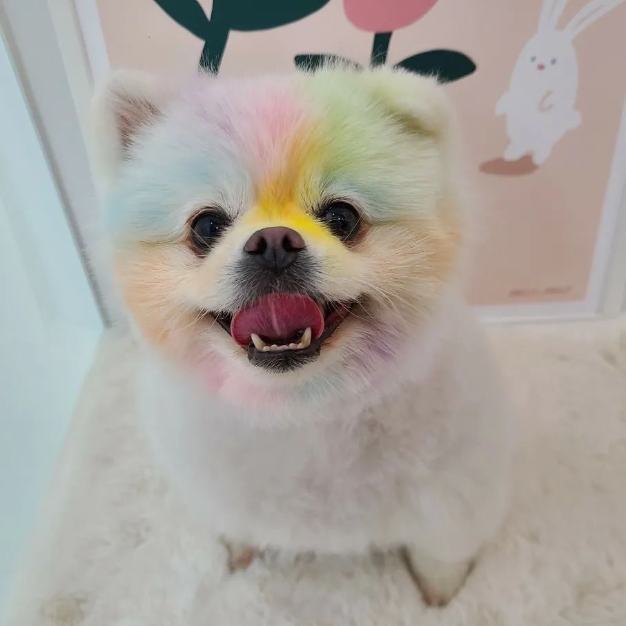 #퍼피가든 #컬러팝 놀이활동❤💛💚💙💜 촬영만을 위한 준비과정이기보단 선생님들과 단둘이 눈 마주치며👀 문질문질 스킨쉽을 나누는 시간이라 더 좋았네요👋
.
.
등원시작 매달 1일
재등록 및 신규등록 매달 25일
문의는 문자로 먼저 받고 있어요 :D
호텔 유치원 01034331028
스파 그루밍 01044951028
.
.
🌷사회화 전문 댕댕이 유치원
🌷24시간 상주 호텔도 하고 있어요
🌷겸업x 미용 호텔 유치원 독립 운영
🌷전문 관리사 선생님들과 함께
.
.
#장유애견유치원 #장유강아지유치원 #장유애견호텔 #장유애견유치원 #김해애견유치원 #김해애견호텔 #김해강아지유치원 #김해강아지호텔 #장유강아지놀이방 #dogsofinstagram #dogfashion #애견인소통 #애견인맞팔 #장유맞팔 #장기위탁호텔 #김해공항애견호텔 #장유반려견유치원 #fff #lfl #likesforlike #좋반 #좋아요반사 #소통해요 #pomeranian #장유맘 #장유애견분양 #장유소형견호텔 #장유맛집 #포메그램
