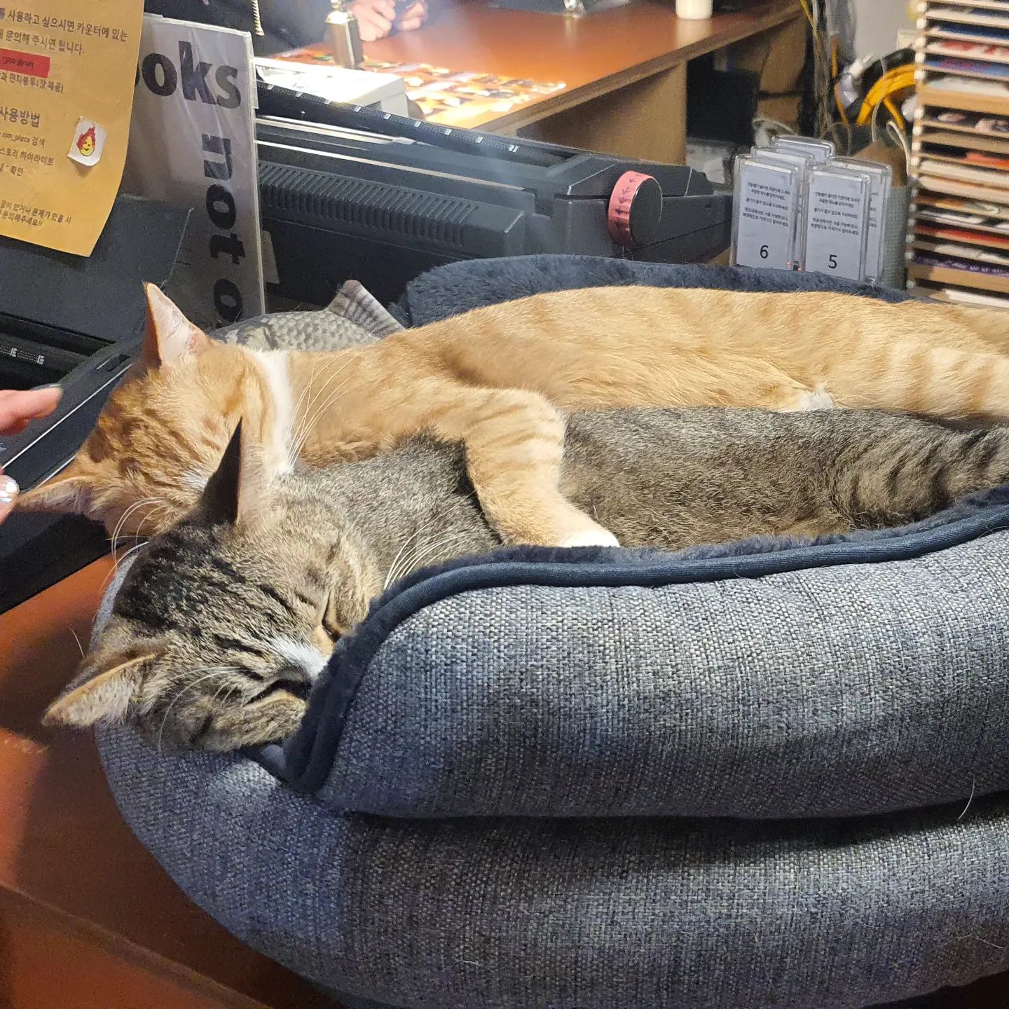 🐱 사이 좋은 고양이

독립서점 겸 카페에 있던 귀여운 고양이들
사람들이 만져도 쿨쿨 자던데 왜 내가 만지면 깨니 🙄

#심플책방 #고양이 #동대구역카페