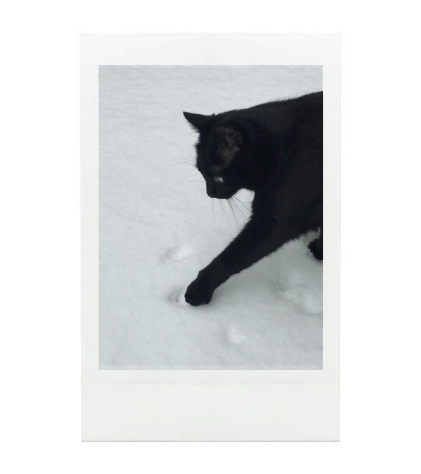 🐈‍⬛