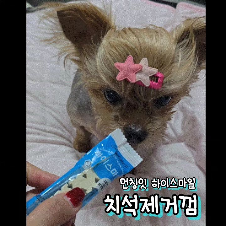 우리꼬비가 좋아하는 간식중 하나는바로 #먼칭잇하이스마일 #치석제거껌
소프트한 식감으로 치석제거는 물론,  구취제거+소화흡수까지 잘되서
노견인 꼬비한테도 부담없이 먹일수있다
삼각형 형태로 되어있어서 치석제거에 도움이 잘된다고 하는데,
양치도 쉽지않은 꼬비한테는 이만한 간식이없다👍
개별포장되어있으니 깔끔하고 간함은 덤!!
HACCP 해썹인증으로 100% 국내제조시설에서 생산한다고하니
믿고 먹일수있고, 기호성이 좋아다른친구들한테도 추천해주기 너무너무 좋은 먼칭잇
노견 꼬비도 잘먹는 치석제거껌.

먼칭잇 하이스마일 치석제거껌
안 먹어본 댕댕이는 있어도, 한번만 먹어본 댕댕이는 없길❤
.
.
.
.
.
munchingit_
#협찬 #애견간식#치석제거껌#강아지간식#동결건조#개린이#반려견#반려동물간식추천#강아지그램#강아지소통#펫스타그램#멍스타그램#멍팔맞팔#댕스타그램#댕댕이그램