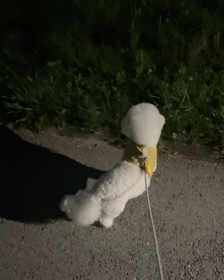 항상 꼬리가 내려가있는 겁쟁이🙄🙄