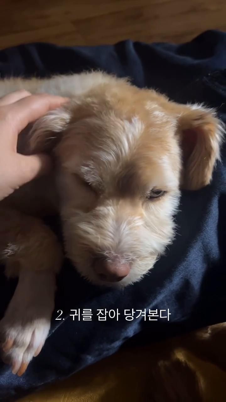 뉸나라서 마니 참아준당 후
귀여웡 🥹 순댕이