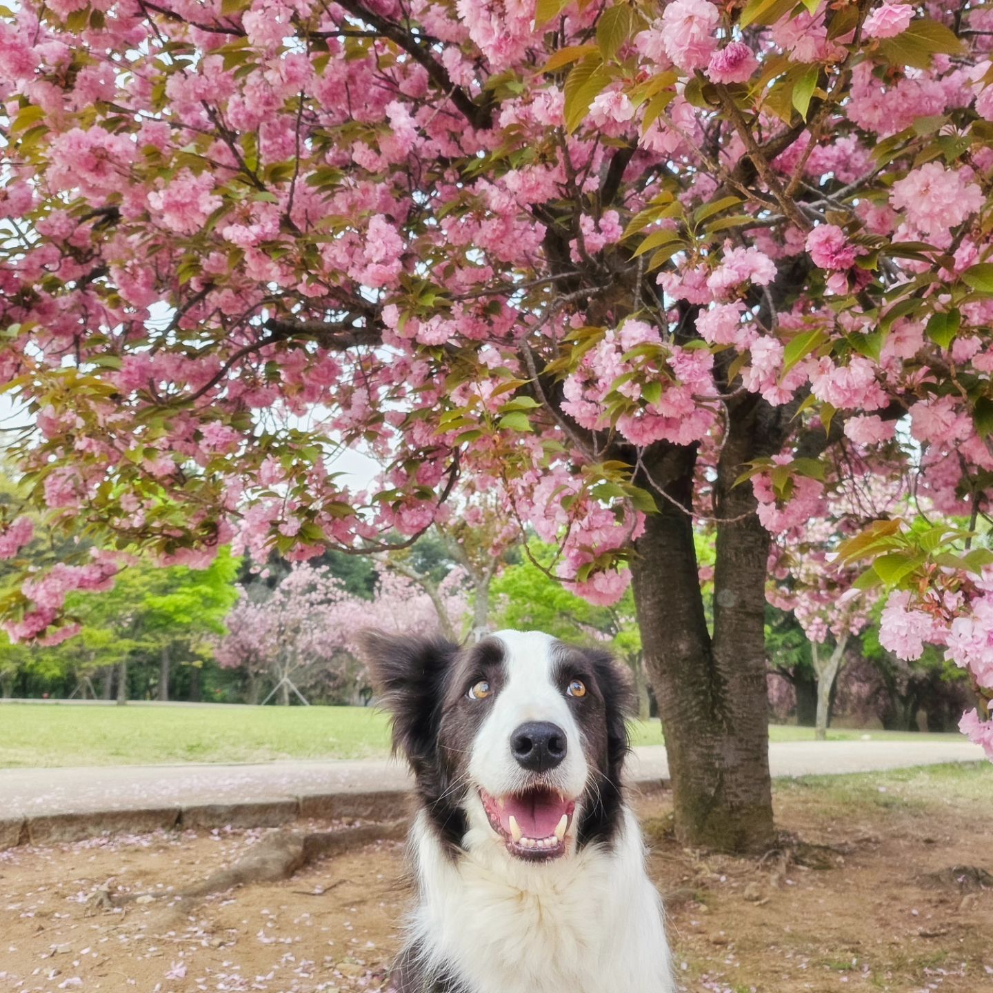 박덤보눙 사진찍는고 시룽데에~
.
.
.
일단 모르겠고 너도 B컷감성 꽃개 끄읕🌸🐕
.
#덤보리하우스🏡 #너의사진은대체왜이런거니 #덤보의7번째봄