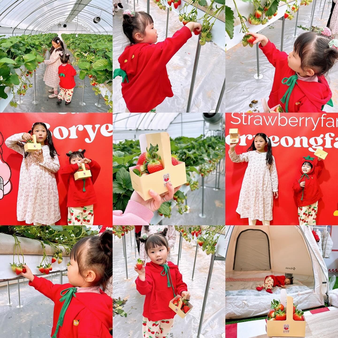 #협찬 #이벤트당첨

박스 두개를 제공받아
각자 300g씩 직접따기🍓
딸기체험 세번째라 익숙하게
선생님이 알려주신대로 잘따는 서아!
한팀씩 들어가고 싶을때 들어가서 너무 편했다~~~
포토존도 잘되있고 기회가 된다면 또 가고싶은 곳👍🏻

💌 Thank you boryeongfarm_plus rurus_yumi 🫶🏻

#충청도가볼만한곳 #아이랑가기좋은곳 #딸기체험농장