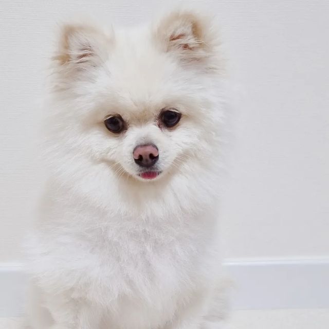 박서인 on Instagram: "애기때부터 같이 등산을 열심히 해서 그런지 뼈는 엄청 튼튼했던 우리 뿌꾸! 하지만 6살이 되서그런지 점프할때 자주 삐끗삐끗한다 뿌꾸의 관절 건강을위해 준비한 #가자