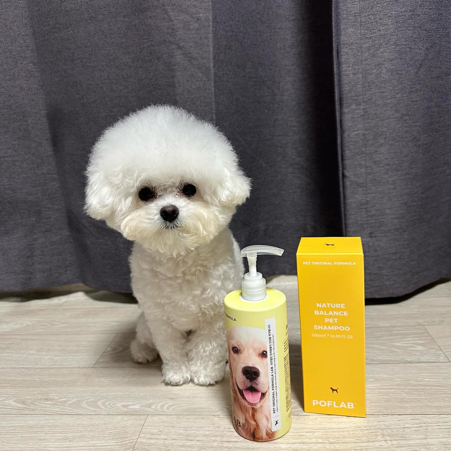 #제품제공 #협찬

💛포프랩 네이처 밸런스애견샴푸💛
〰️베이비 파우더향〰️

✔️자연유래 저자극 성분
✔️자연유래 계면활성제 
✔️전견종 사용가능
✔️15가지 화학성분 무첨가
✔️진정&보습 밸런스
✔️중성pHl밸런스 

장모/단모/곱슬모 등 부드럽고 볼륨있는
모질관리를 위해 포프랩 밸런스샴푸로 데일리 케어하기 ✨✨💖

🎁 poflab 

#강아지 #샴푸 #포프랩 #포프랩샴푸 #고양이샴푸 #강아지샴푸 #저자극 #저자극샴푸 #전견용샴푸 #베이비파우더