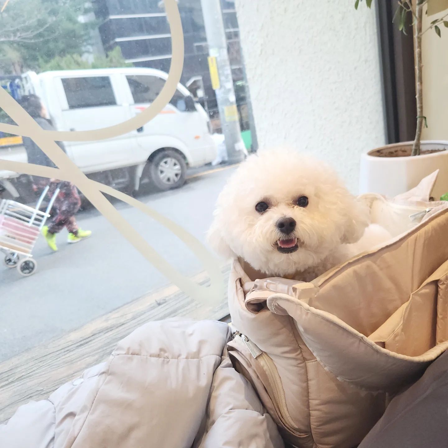 🌟 비숑 특 🌟

다른 강아지들처럼
머리 쓰다듬으면 안되는 이유🙄

✊🏻 납작 삼각김밥이 되버리기 때뭉,,✊🏻

하지만 이렇게 쓰다듬을때
비숑만의,,그 특유의 계속 넘기고 싶은,,
느낌이 있걸랑요,,🩷

솜뭉치 쓰다듬는 그 너낌,,🥹❤

_