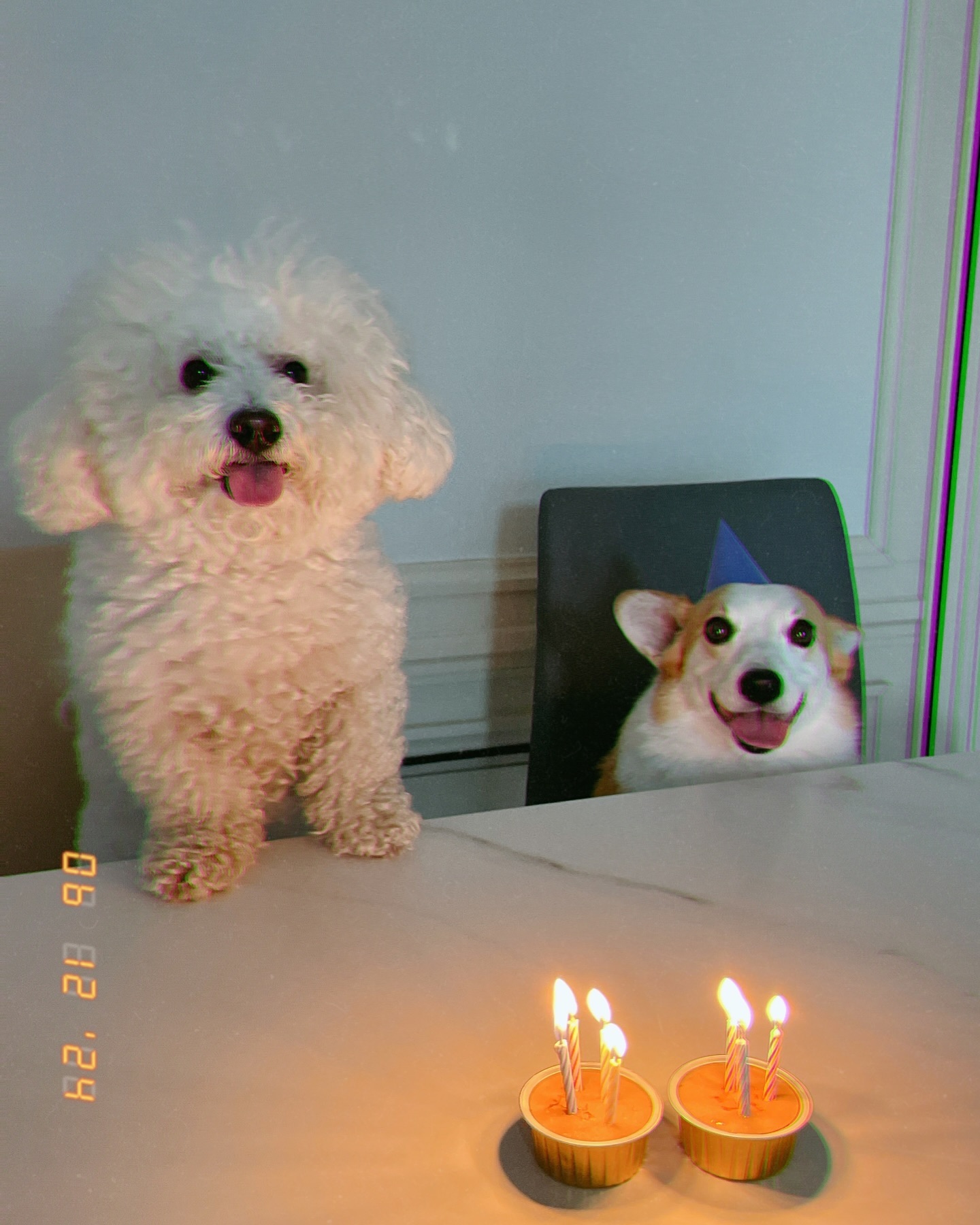 냐는 행복합니다~🐶🎶
견생 7년차 최고로 행복했던 생일파티
꼬뜨에게 제 꼬순내를 받칩니다 🐾