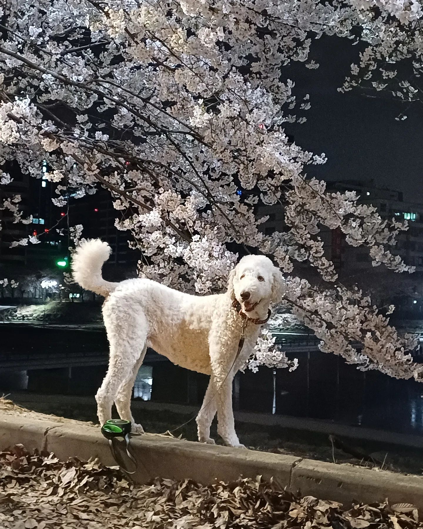 꽃🌸개