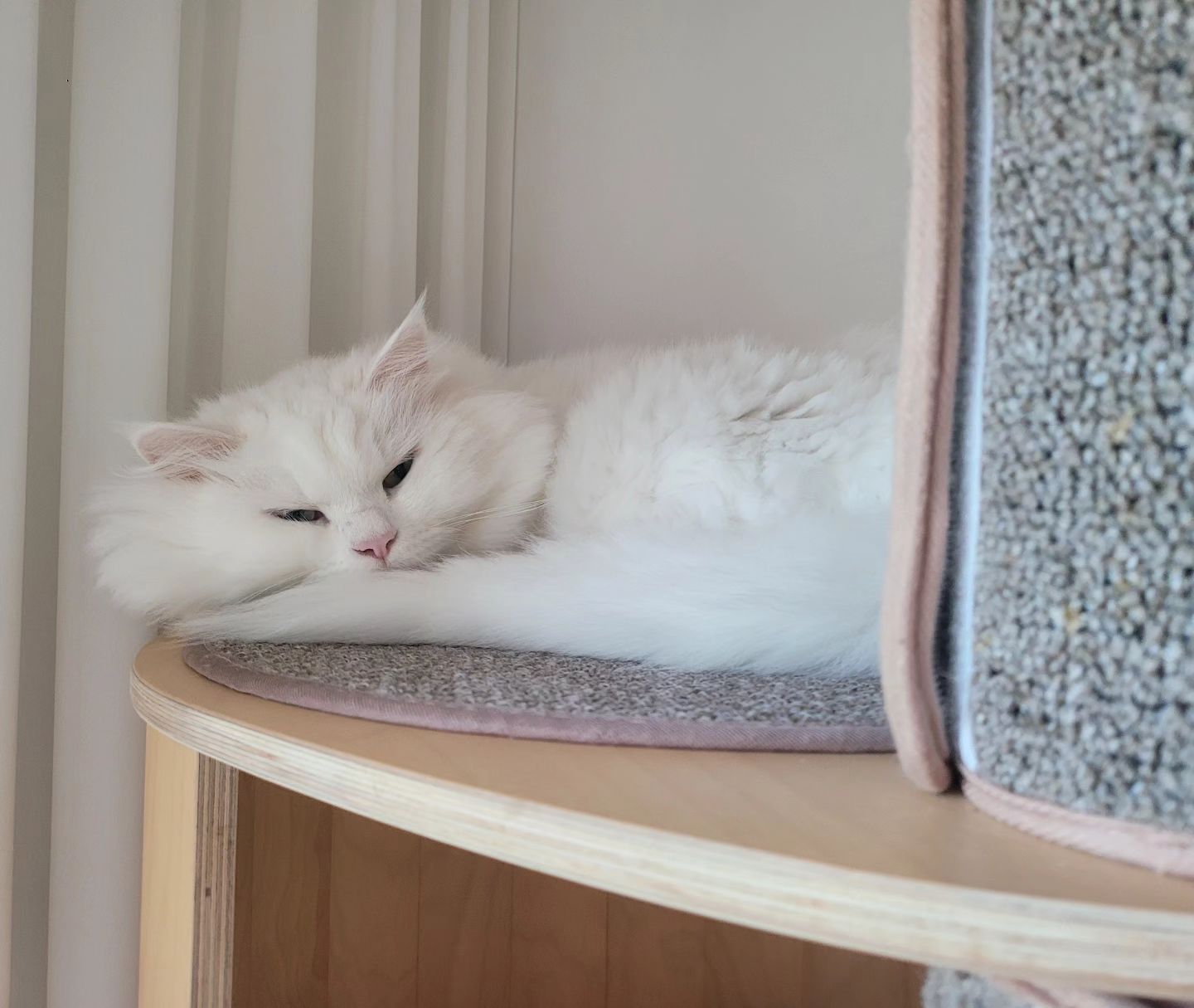 안녕하세요? 찰떡이에요

#고양이 #220923 #냥스타그램 #cat  #猫 #ねこすたぐらむ #냥팔