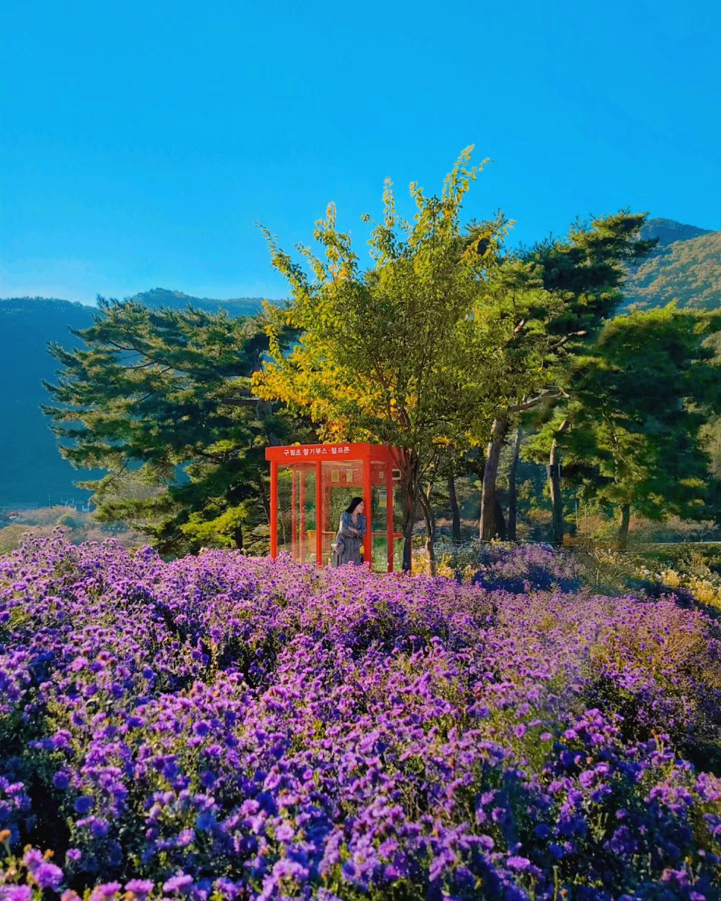 #가을못놓아

#아스타국화 한가득 보라언덕💜

#공중전화부스아님
#자는거아님