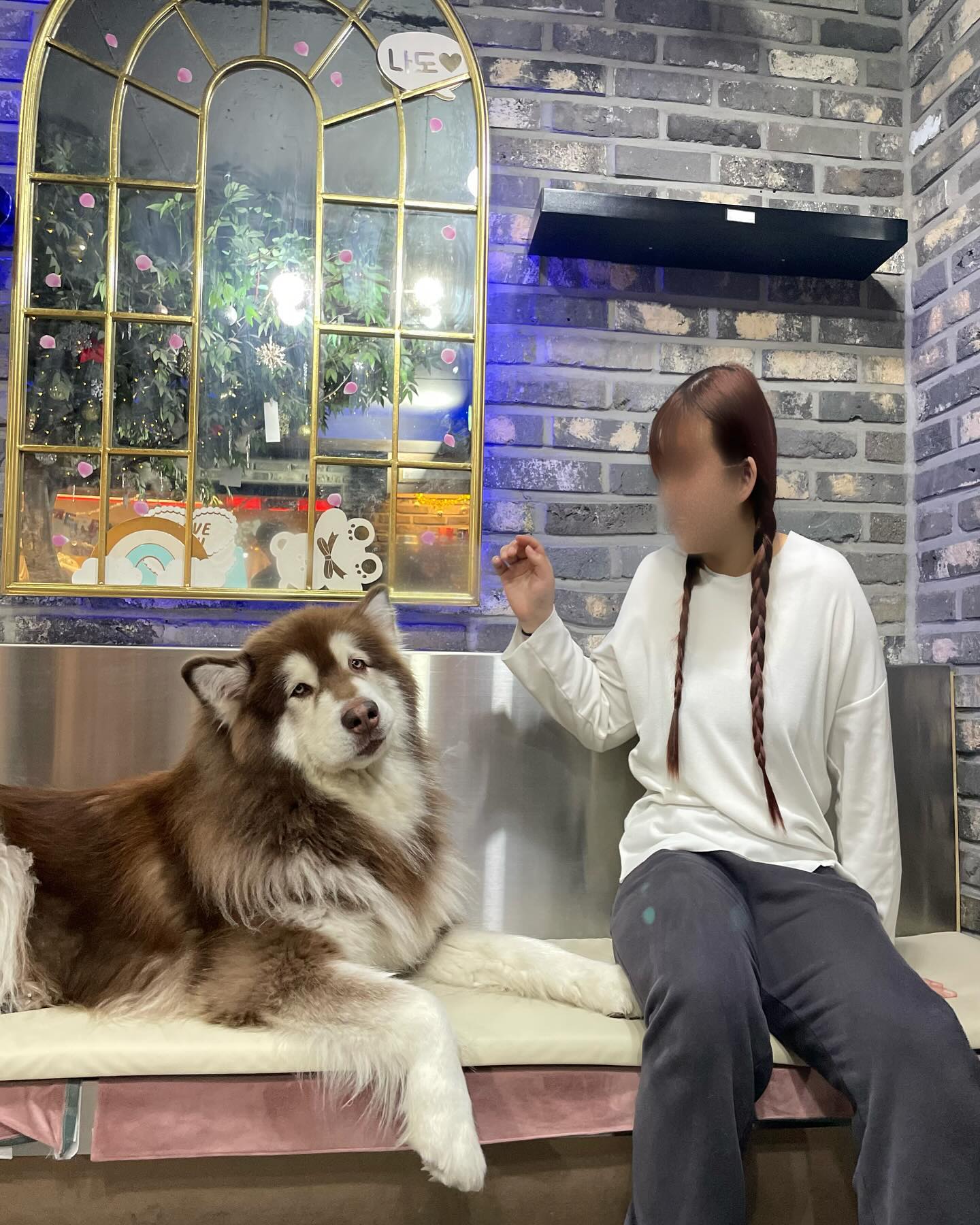 🐩 #사모예드카페