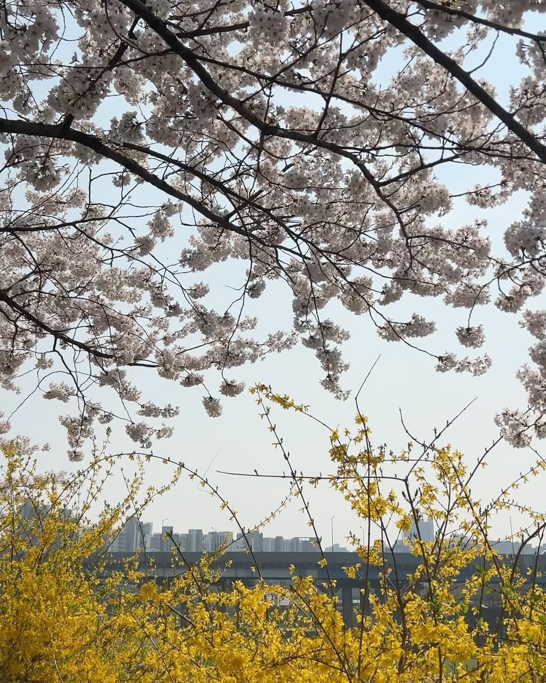 동네에서 서울숲에서

서울숲에서 친구들이랑 노느라 벚꽃존 근처에도 못 갔지만..
오랜만에 친구들이랑 너무 신나게 놀았지💕

올해도 동네에서 살짝 벚꽃 구경 
(내년엔 제대로 벚꽃놀이 가고 싶네ㅋㅋㅋ )

반가운 친구들도 만나고 볼일도 보고 바빴던 주말 

#아토네주말#남양주벚꽃#초딩맘#초딩맘소통#서울숲#동네친구들#반가워요#언제만나도좋은#또만나요👋#봄이다#가운천