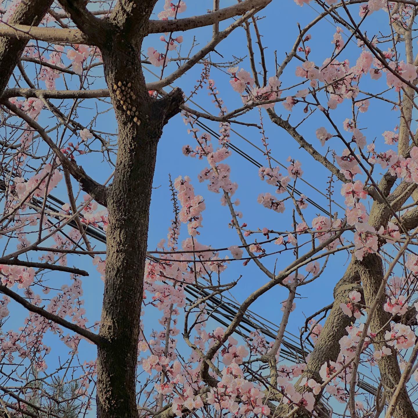 🌸
시작된 핑크빛 💗

지나가는 길에 너무 예뻐서 사진 찍으려니까
시속 1km로 달려준 숨미 체고야 ~ ~ ᰔᩚ 

진짜 봄이 왔서요 봄 ~ !