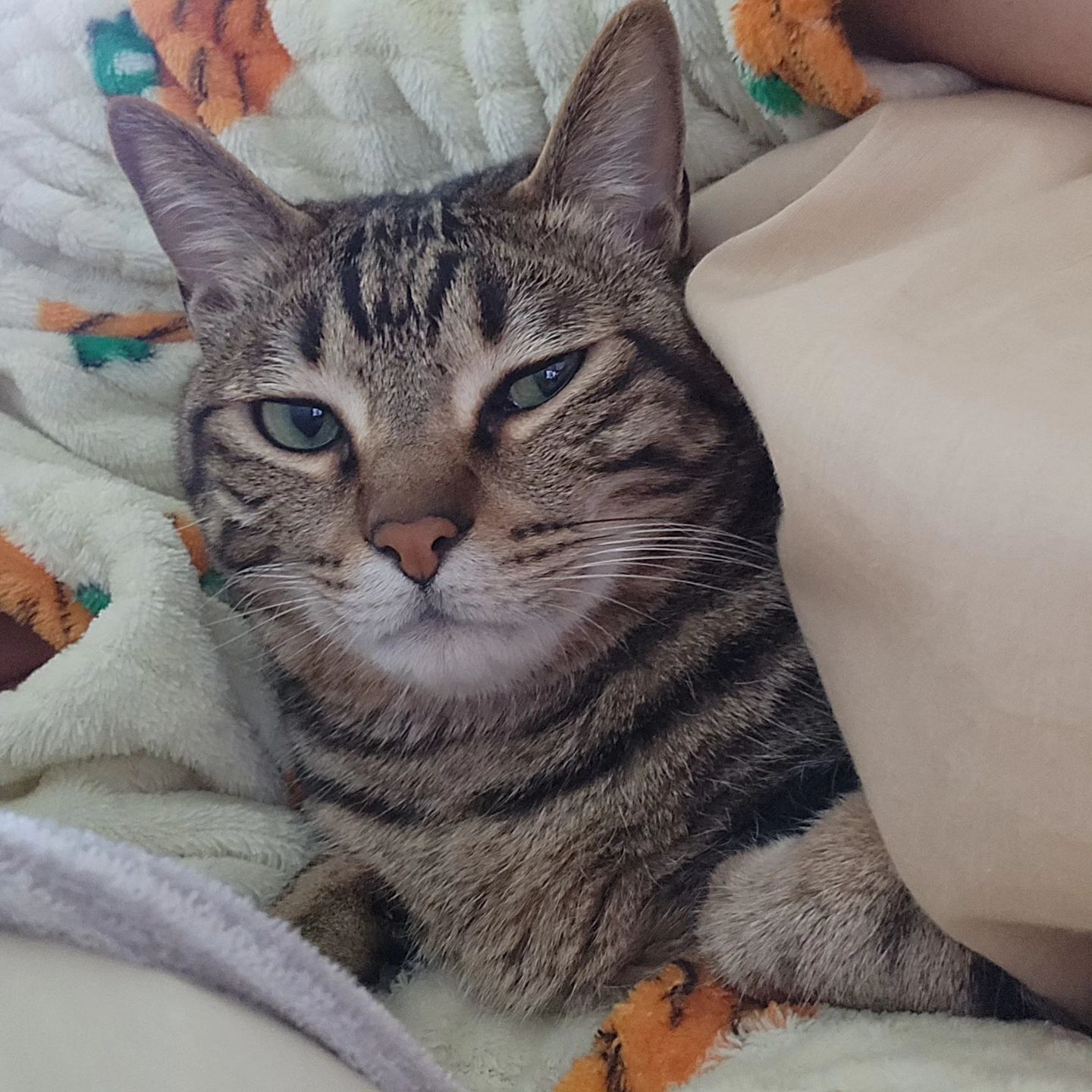 팔베게를 왤케 좋아하는거야??

#고양이#cat #캣 #집사 #냥아치 #길냥이 #반려동물#캣스타그램 #간택 #아메리칸숏헤어 #코리안숏헤어 #반려묘 #그루밍#유튜브 #유튜브채널 #유튜브시작 #Jellypangpang#태봉이#유리#라오#냥이스타그램 #냥이 #youtube #cattube