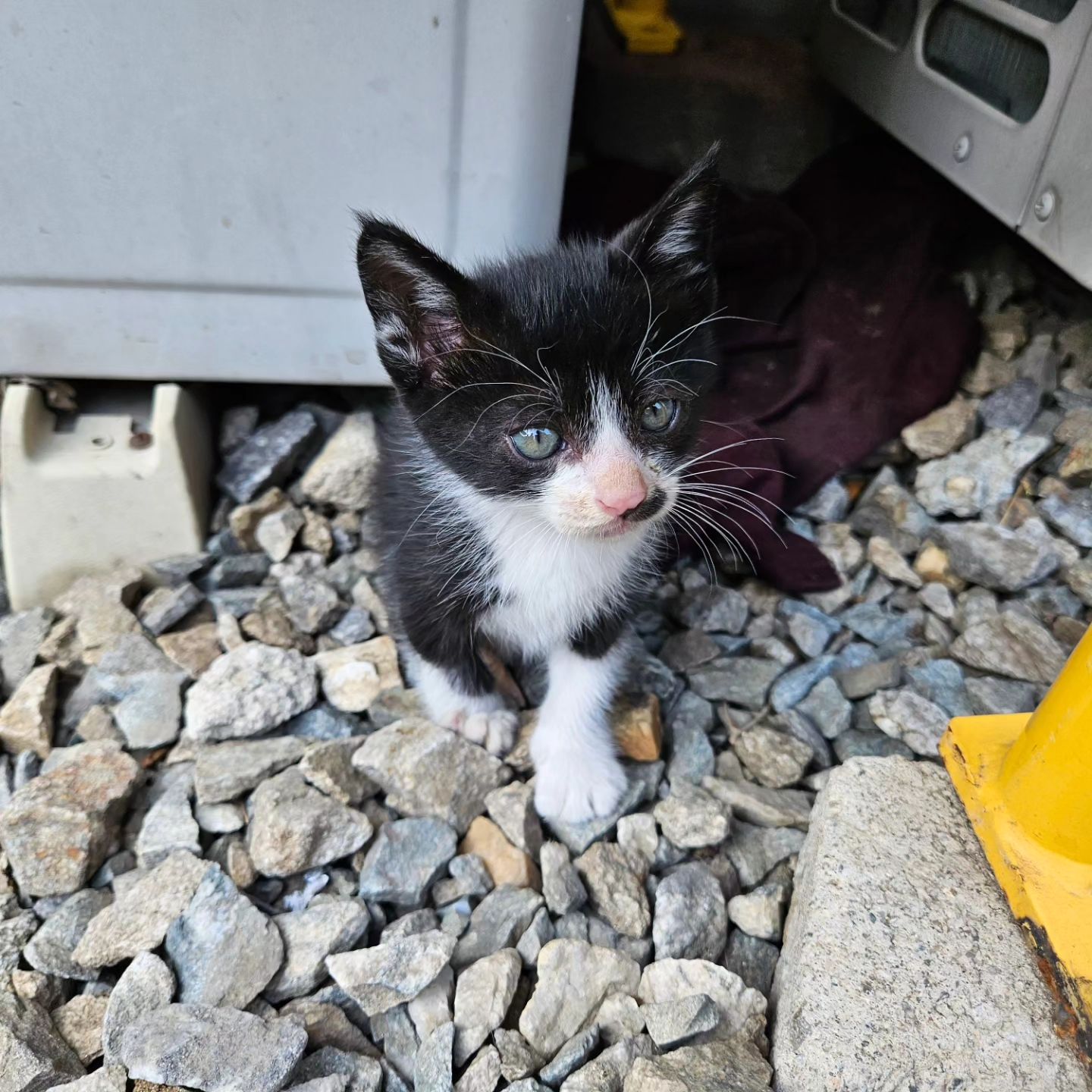 새로운 식구다옹 잘부탁다다옹🍼
#회사 #새식구 #귀요미들 #아가냥이