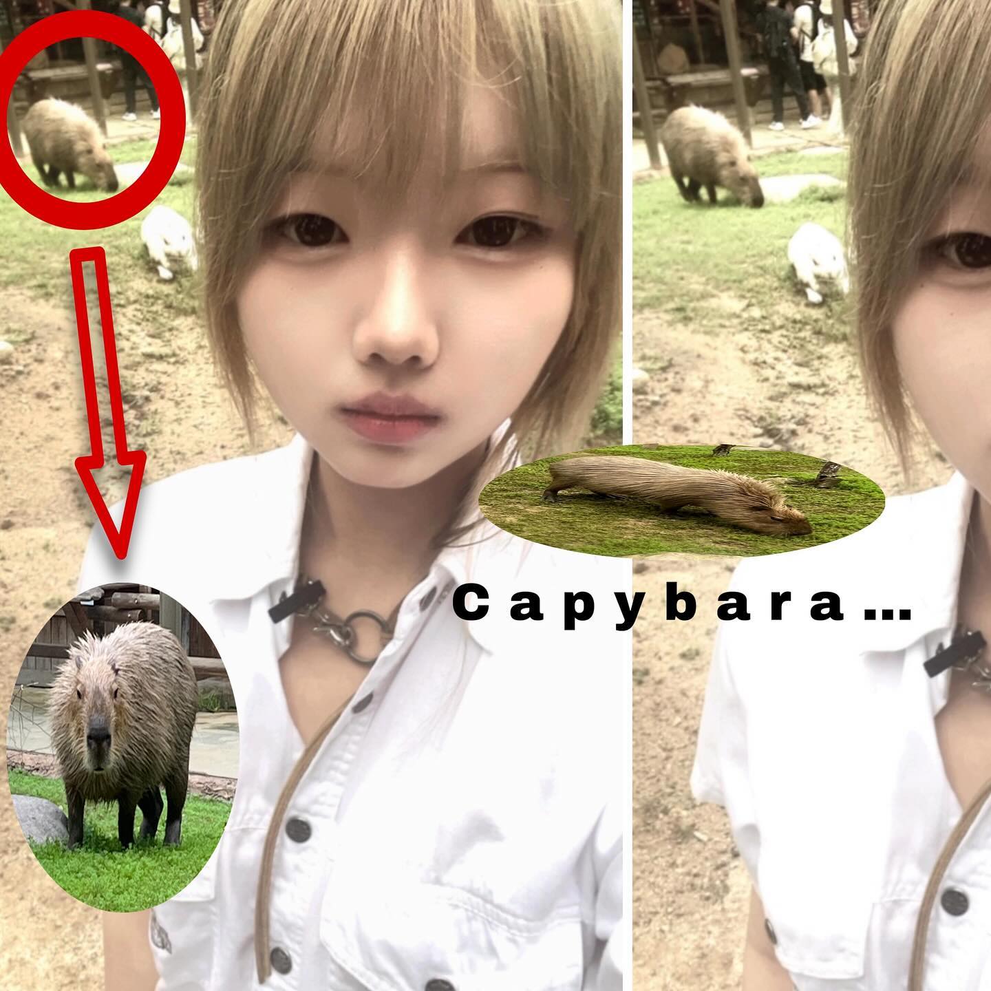 Capybara is not ugly