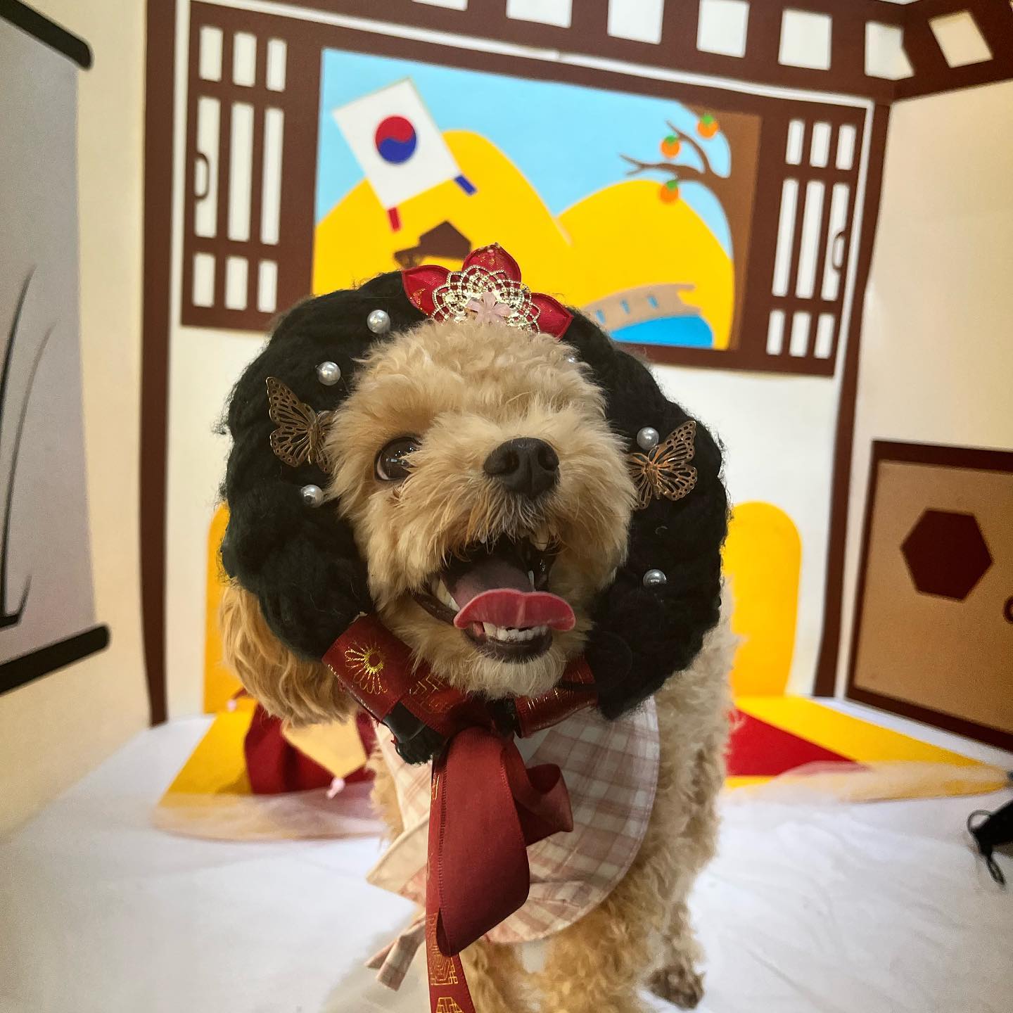 연휴 막날은 뽀삐랑 애견카페🐶
현실은 사회성이라곤 일도 없어서 사진만 열심히 찍고옴