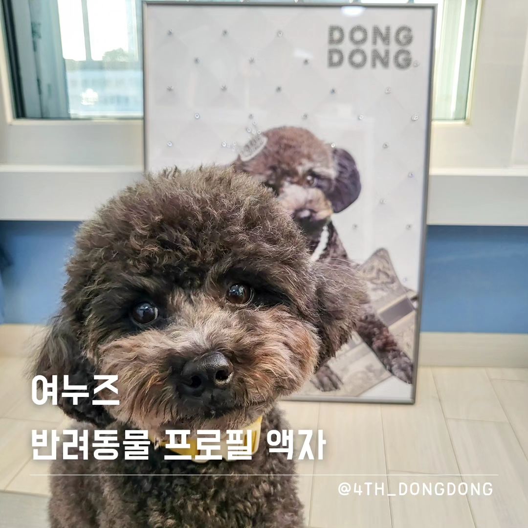 #협찬 yeon_ooz #여누즈 #반려동물프로필액자
#반려견프로필사진 #반려견프로필 #반려묘프로필

나 이동동이 묭실 갔다온지 한달 밖에 안됐는데
오늘 또 묭실 다녀와따 😎

여누즈에서 만들어서 보내 준 내 액자가 넘나 사랑스러워서
같이 막 사진 찍구 있는데, 내 실물이 팍팍 죽는 거 있지?
그래서 묭실 전화해서 좀 꾸밀라고 했는데 마침 취소자리가 있어서
방금 털 좀 다듬고 왔다 🤩

여누즈 반려동물 프로필 액자는
내 견생 중 만나 본 프로필 액자 중 단연 최고 👍

나 이동동이가 생각하는 여누즈의 장점은,
🔸️ 예쁘게 보석을 붙여줘서 우리의 미모가 더 산다 😆
🔸️ 액자 프레임과 사진이 고급스러워서 어디에 둬도 어울린다 🤩
🔸️ 대형 사이즈의 럭셔리 액자라 집안 분위기가 확확~ 살아난다 ✨️
🔸️ 사장님이 친절하시고 빠르게 처리해주신다 😍

지금 오픈 이벤트로 (조기 소진 가능하니 서두르기)
▪️다둥이들 추가 요금 없이 주문 제작 
▪️최대 21% 할인
하고 있으니까 진심을 담아 나 이동동이가 말한다.
꼭 하나 제작해라. 다둥이들은 묻지도 따지지도 말고 제작해라 🙏

#반려동물프로필 #강아지액자 #고양이액자 #반려동물굿즈 #반려견굿즈 #반려견주문제작 #가족사진추천