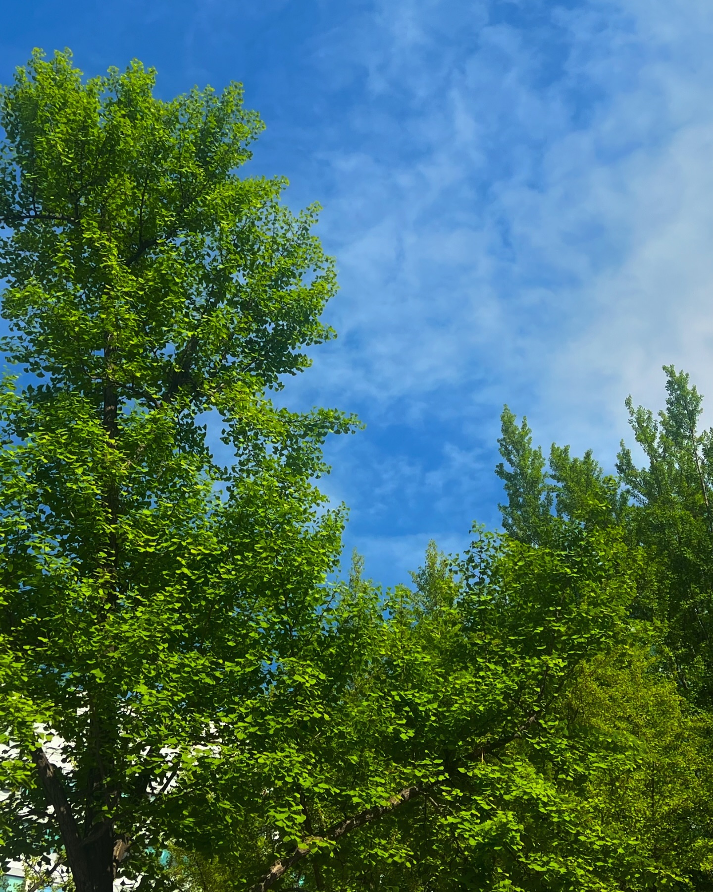 푸릇푸릇 🌿☀️☁️