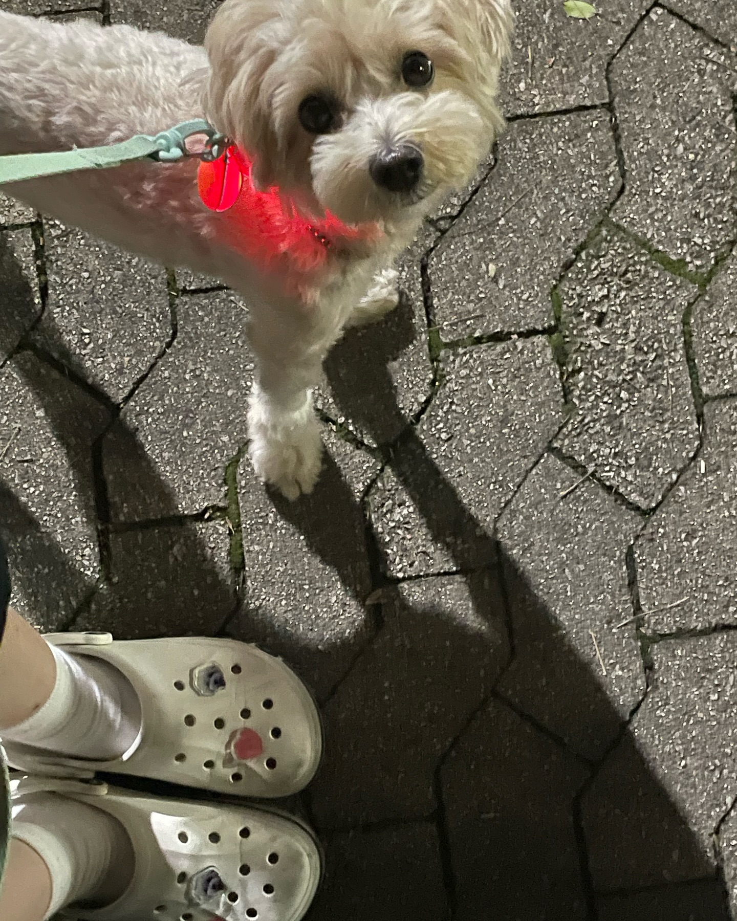 ’업체로부터 제공받은 제품입니다‘

사진처럼 전 예전부터 지비츠를 안 달았어요 뭔가 깔끔한게 이쁘다고 생각해서요!하지만 감성굿즈를 통해서 첫 지비츠를 달아봤습니다~~원하는 사진을 보내면 얼굴에 맞게 누끼를 따주셨어요!너무 간단하지 않나요?!커스텀 포토 지비츠는 개인 맞춤형 디자인이여서 개인의 취향과 스타일에 맞게 디자인할 수 있습니다. 또 다른 사람들과 차별화된 디자인을 갖게 됨으로써 고유성과 독창성을 느낄 수 있습니다.옆에는 하트는 일러스트 지비츠인데 이것도 너무 이뻐요❤️

#감성굿즈 #커스텀 지비츠#지비츠#지비츠추천 #지비츠맛집 #멍스타그램 #멍팔 #멍팔맞팔 #멍멍이그램 #멍멍 #멍뭉이 #댕댕이 #댕스타그램 #댕팔 #댕댕이스타그램 #댕댕이스타그램 #댕댕이일상 #말티푸스타그램