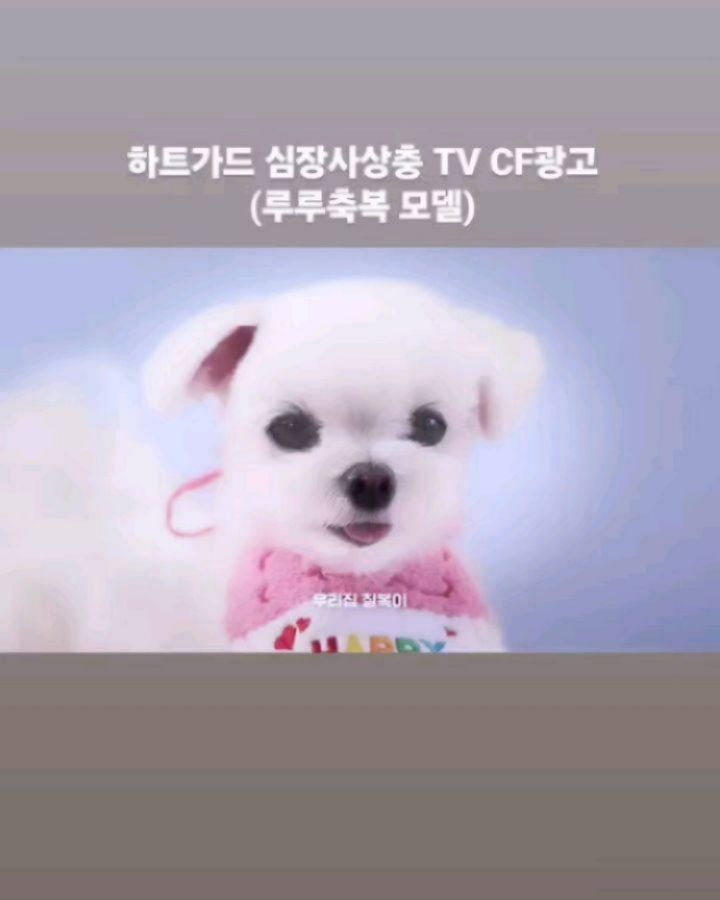 📺TV/CF 루루축복이 
  그 유명한 세계적인 "베링거인겔하임"
 제약회사 "하트가드" CF모델로 발탁

❤️ 5월초 광고 촬영을 마치고 
  7월 보안 아래 광고 영상 OPEN
 "하트가드"사랑과 관심 
  많이 부탁드립니다

 ❤️ 사랑하는 우리 아가들의 건강을
  미국 판매 1위 "하트가드"로 지켜주세요
  30년 이상 오랜시간 사랑받아온
  안전하고 믿을 수 있는 심장사상충 예방약

❤️ 네이버 "하트가드" 홈폐이지( 제품상세설명)
 📺 유트브 "하트가드" 광고영상 

 boehringer_ingelheim

♡ 베링거인겔하임 감독님 김민주배우님 
  많은 스텝진분들께  오랜시간 수고 해주심에
  진심으로 감사드립니다.

※ 특벌히 아낌없는 사랑주신 울선생님 
  늘 존경합니다.

♡ 긴시간.작은 몸으로 시간이 지날수록
 의연하게 연기력을.펼치는"루루축복"이
 감독님께 "잘한다" 예쁘다" 칭찬 들으며
 엄마 마음을 뭉클하게 만들어 준 꼬마들
 얼마나 고맙고 대견한지..정말 고생했어.
 많이 성장하고 더 큰 세계로 나아가 멋진 
 "루루축복"이가 되길 바라면서...

#하트가드#HeartGard#심장사상충예방약#전세계제품
#하트가드플러스#수유견가능#heartgard_plus#30년
#boeringeringelheim#안정성입증확인#미국판매1위