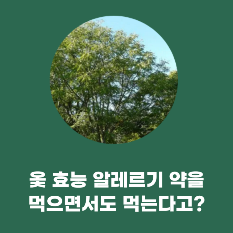 옻 효능 알레르기 약을 먹으면서도 찾는 건강 식품