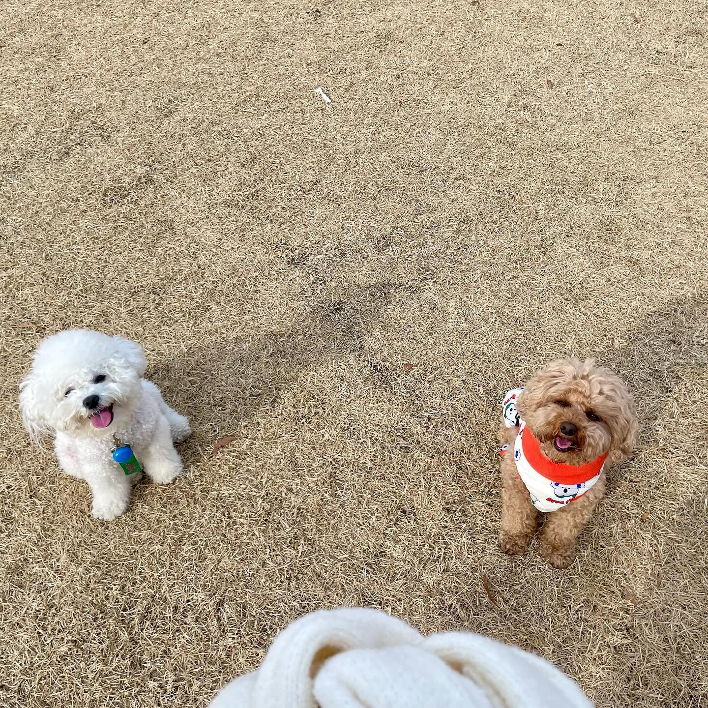 매일 집 앞까지 델러와주는
귀염둥이 깡패 여동생이 생겨버린 동구 ʕ”̮ॽु⋆⁺₊⋆ ♡̷̷̷ 

#동구 #귀염둥이들 🐻🐻‍❄️ #푸들 #비숑