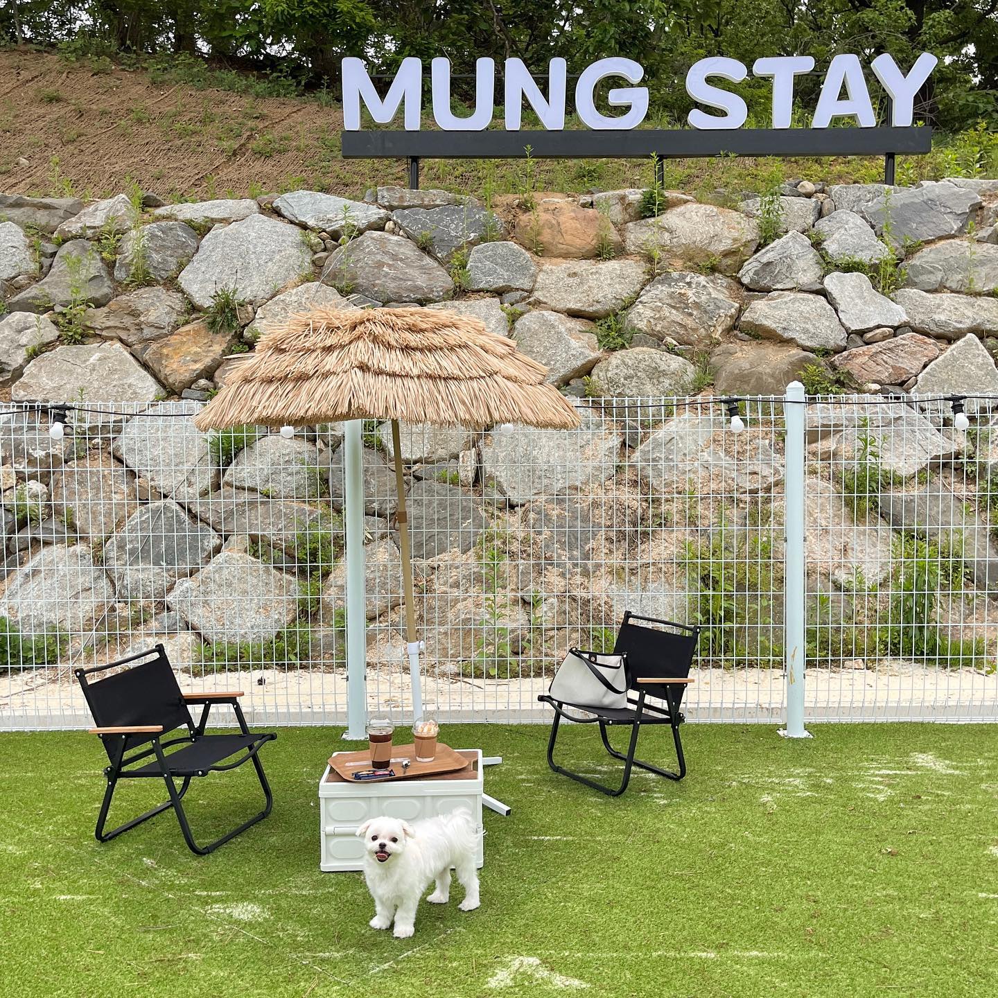 애카가도 엄껌인 망고 ..🫧 아빠가 진챠 좋다고 가오픈부터 데려가준 애견카페 🩶 무려 훈련사 사장님손길에 편해진건지 혼자도 좀 돌아다니고 즐거운시간 보내고 왔댕 🐾♡
⠀⠀⠀⠀⠀⠀⠀⠀⠀⠀⠀⠀⠀⠀⠀⠀
#천안 #천안애견카페
#멍스테이 #천안멍스테이 mung_stay