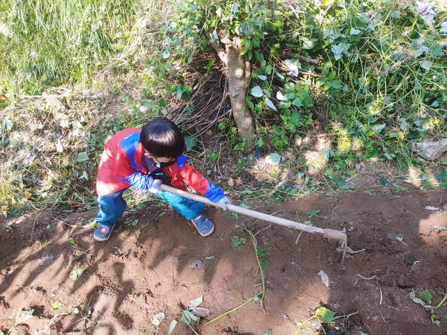 고구마캐기
#우와호 #주말일상 #고구마 #꼬마농부 #무념무상