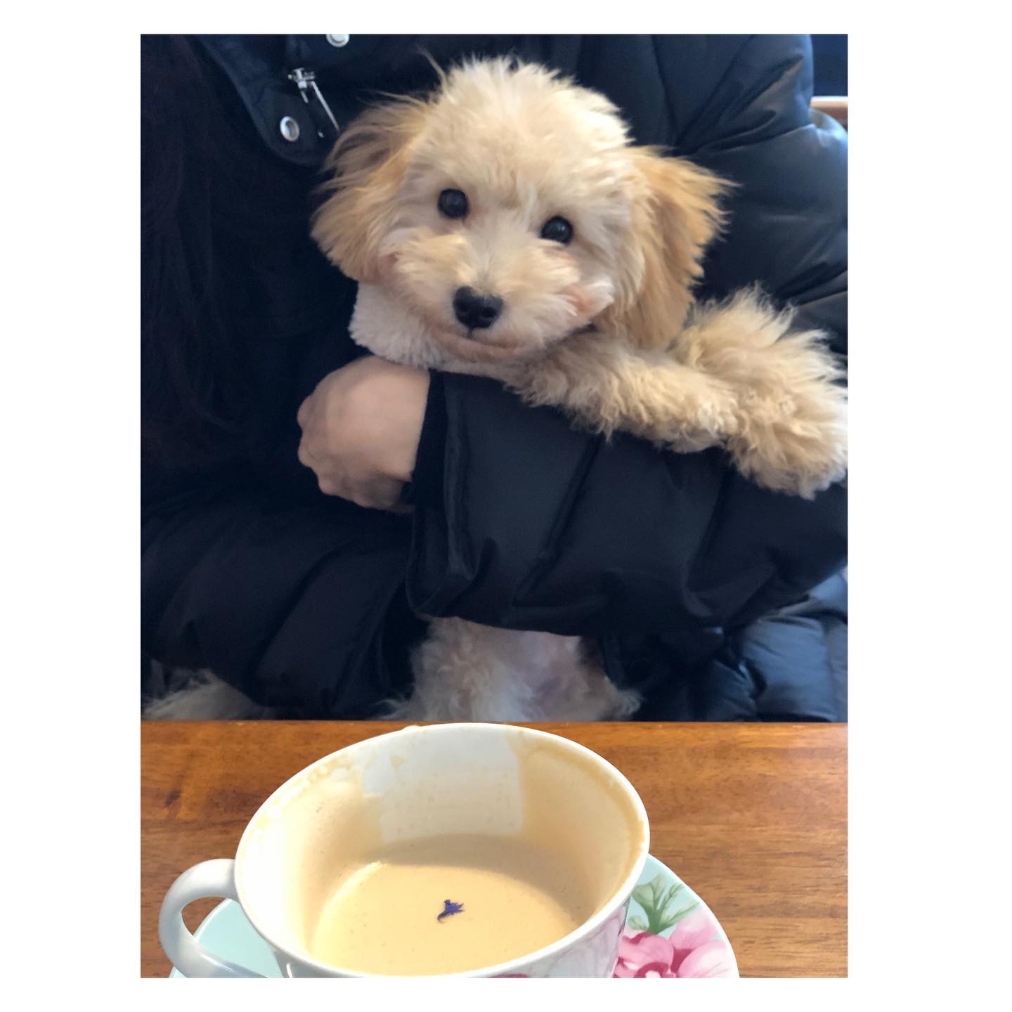 루아 견생 첫 산책인데 하필 너무 추운 날이라…
teahouse_cheongdam 실내로 피신
손님들한테 귀여움 받고 피곤했는지 잠이 솔솔솔~