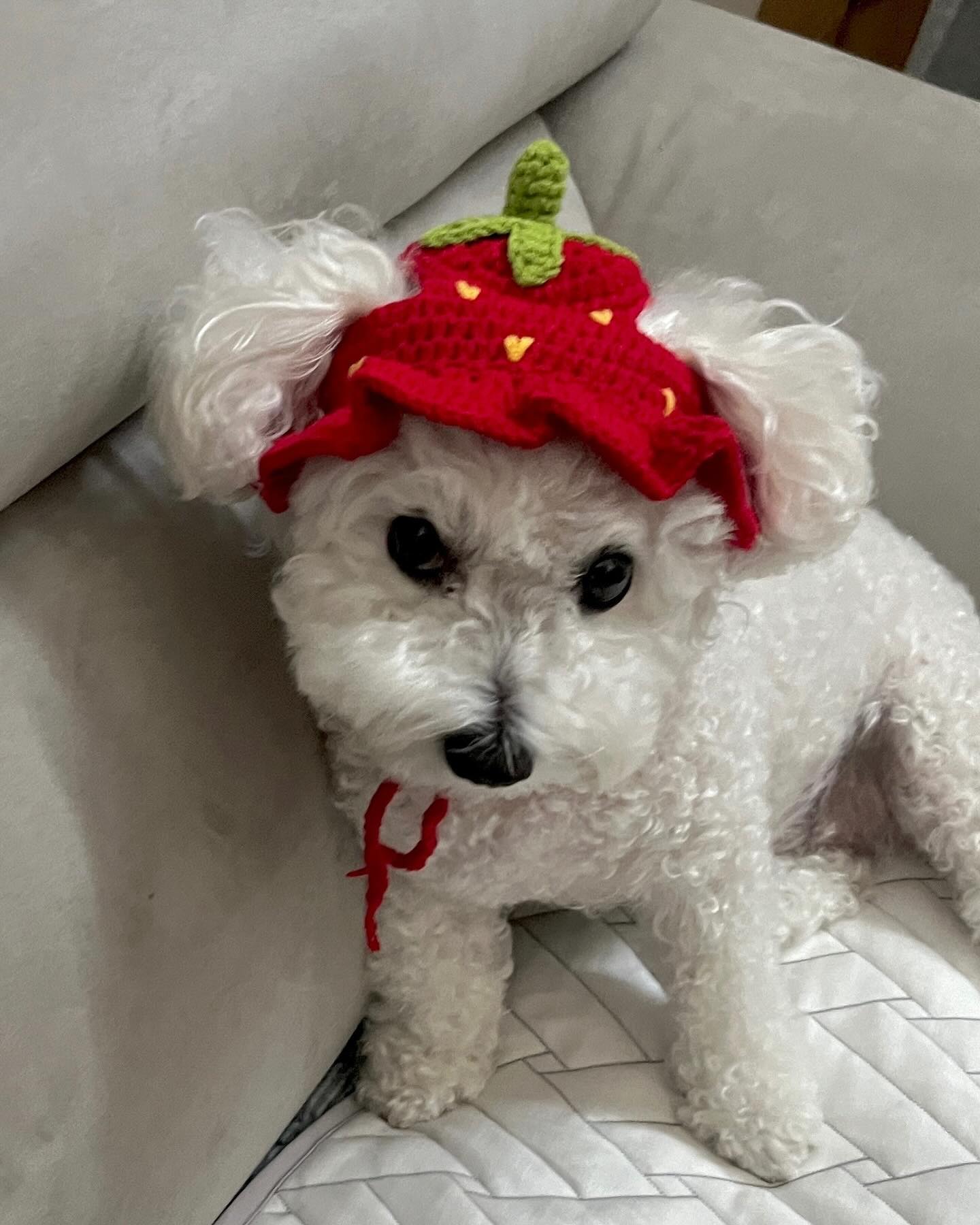 내이름은 딸기에요🍓
(언니가 이상한거 사와서 기분안됴음 ㅋㅋ)
