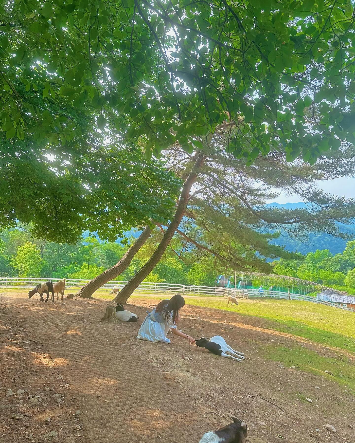 콘텐츠