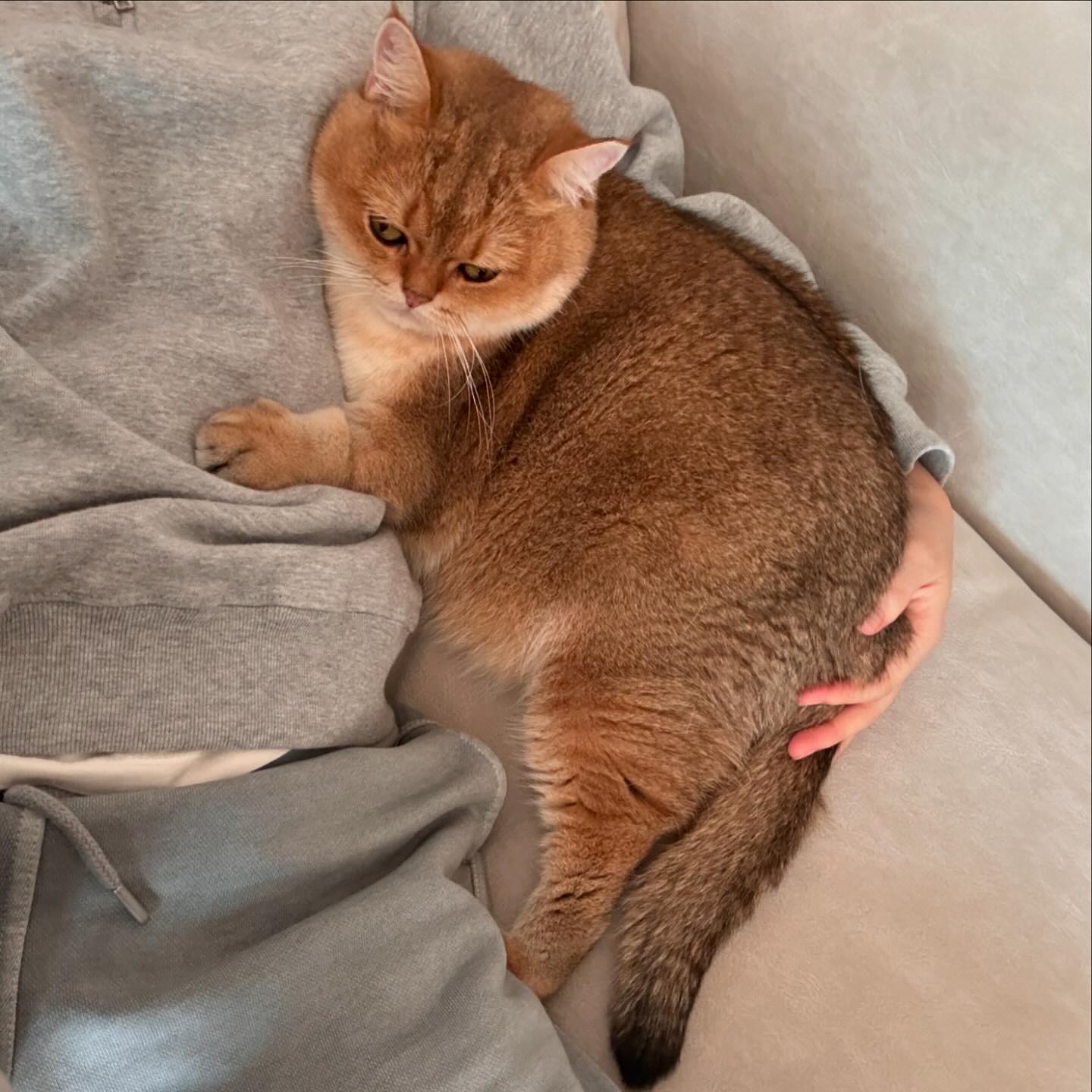 Shes my sofa buddy🐱🫶🏻💕