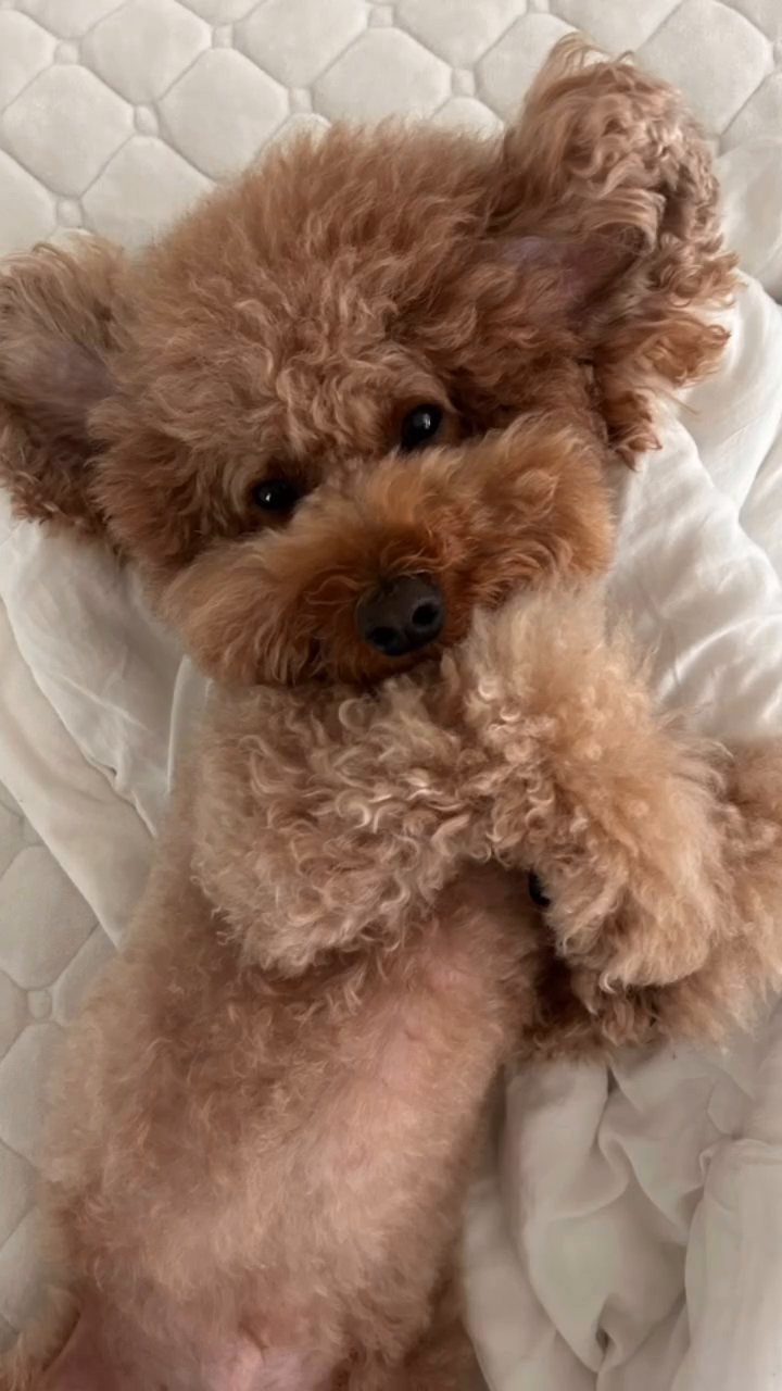 콘텐츠