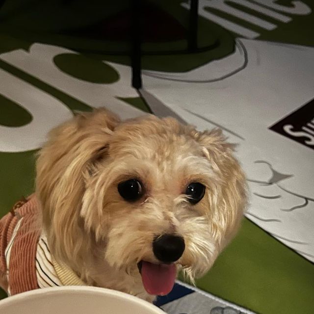 김하울 #패션 #아카루이 #AKARUI #일상 #여행 #맛집 on Instagram: "@royalpetlife_official ✔️ 원물 위주로 만들어진 건강한 간식 ✔️국제표준규격을 준수하는 공정으로 안심하고 급여할 수 있는 간식